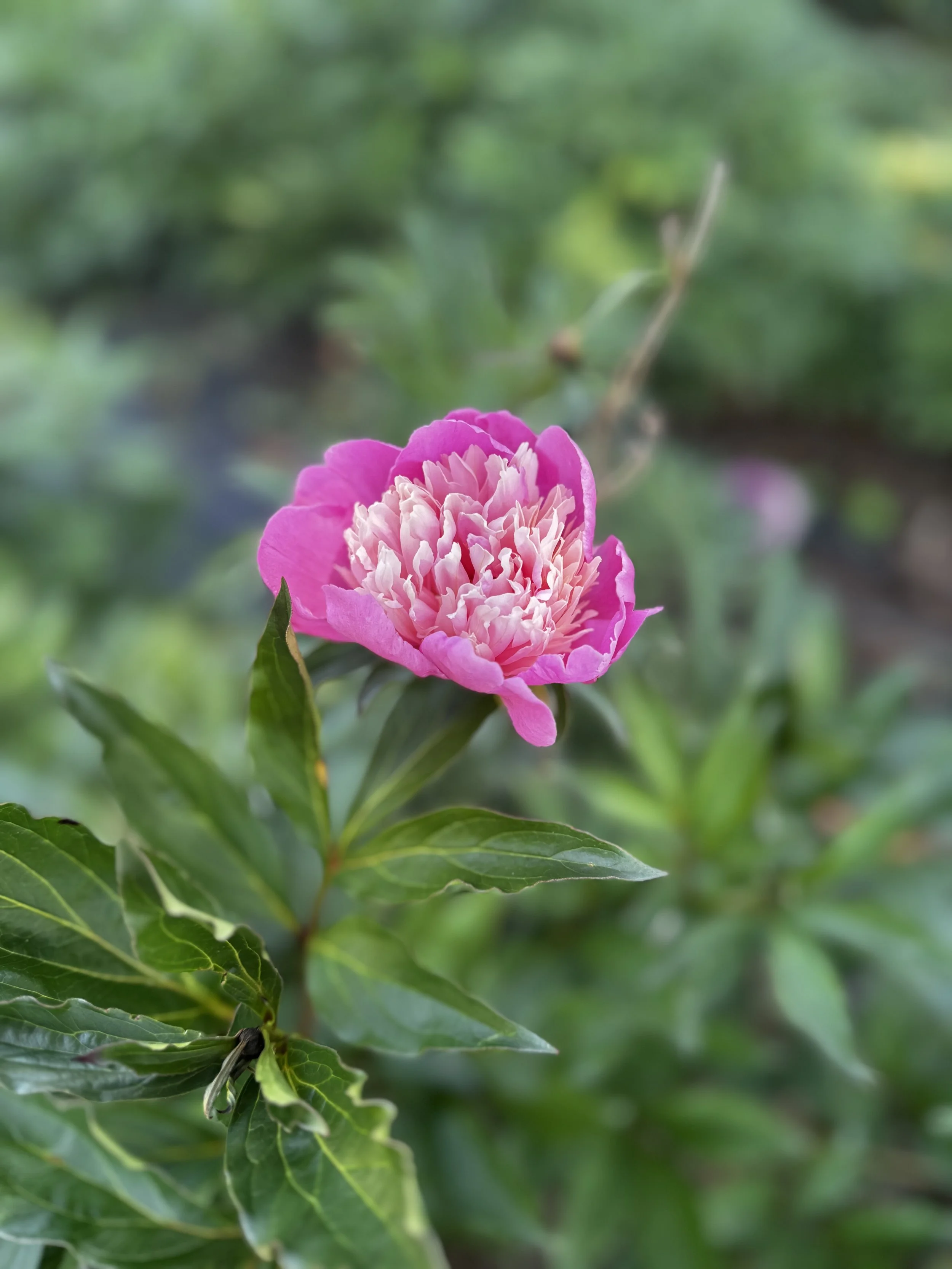 peony.jpg