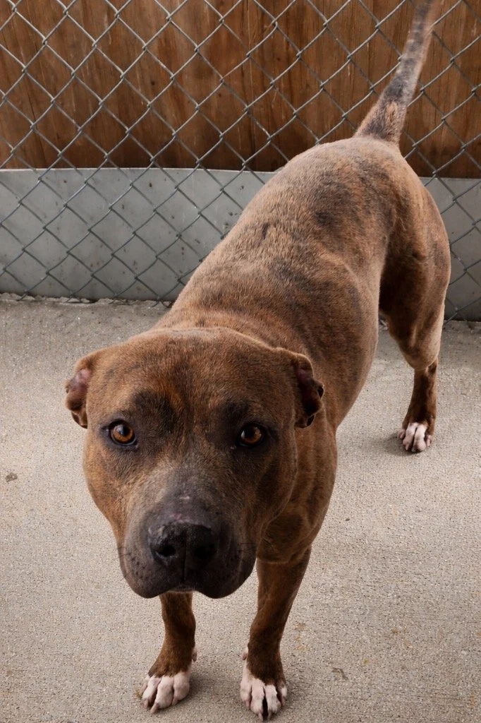 A happy dog standing on grass in a backyard, with a wooden fence in the background.