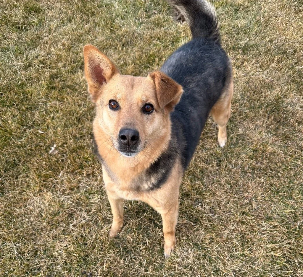 Older cattle dog mix for adoption