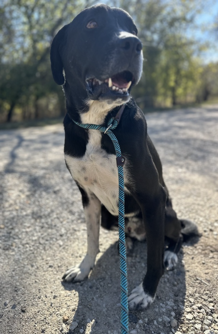 Large dog for adoption in Denver
