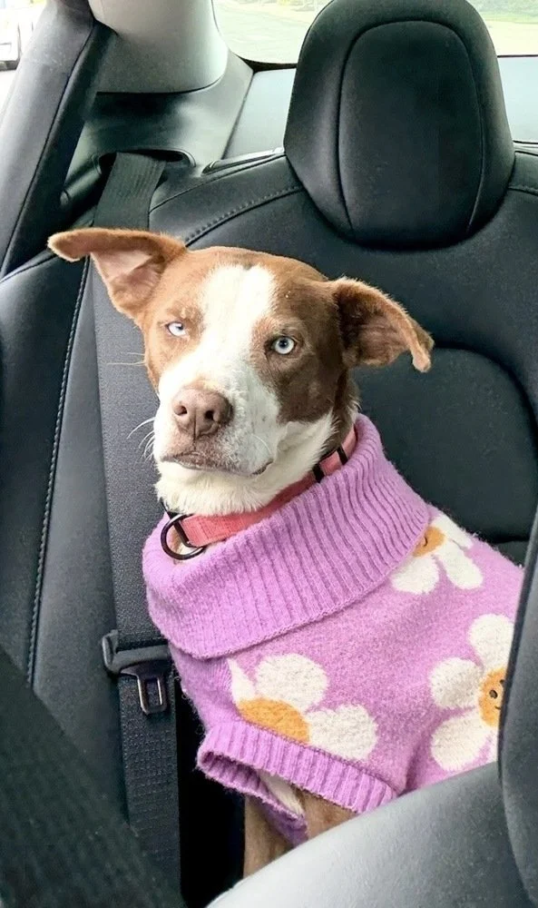 tan shepherd for adoption