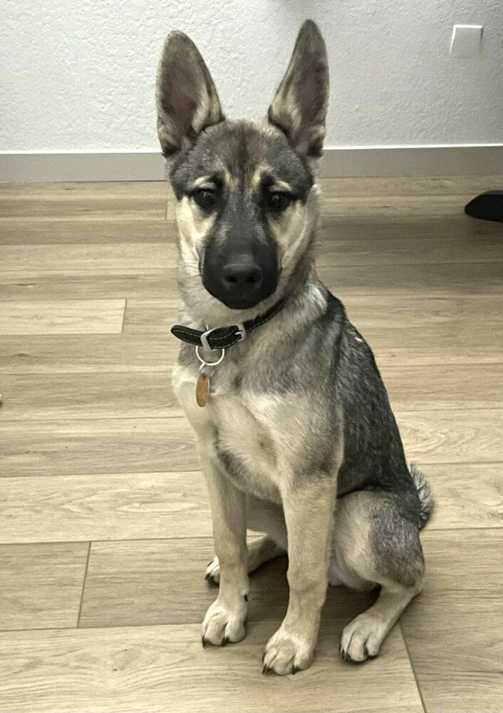 Shepherd in colorado