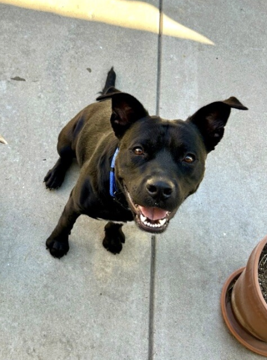 Pitbull for adoption in Denver