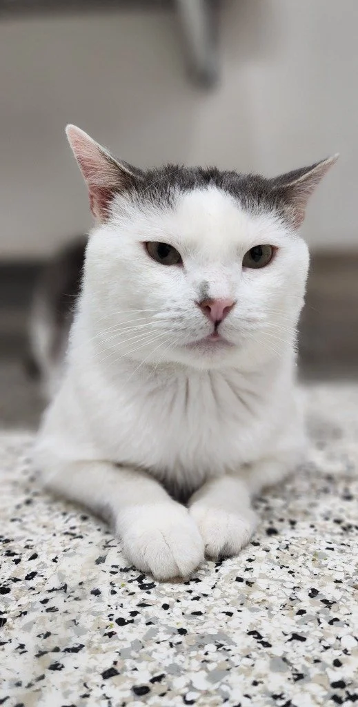 Black cat with yellow eyes standing on a treadmill, looking at the camera.