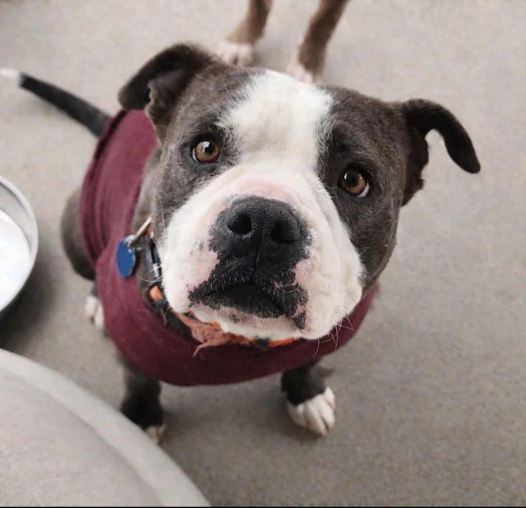 Black Dog for adoption in Denver