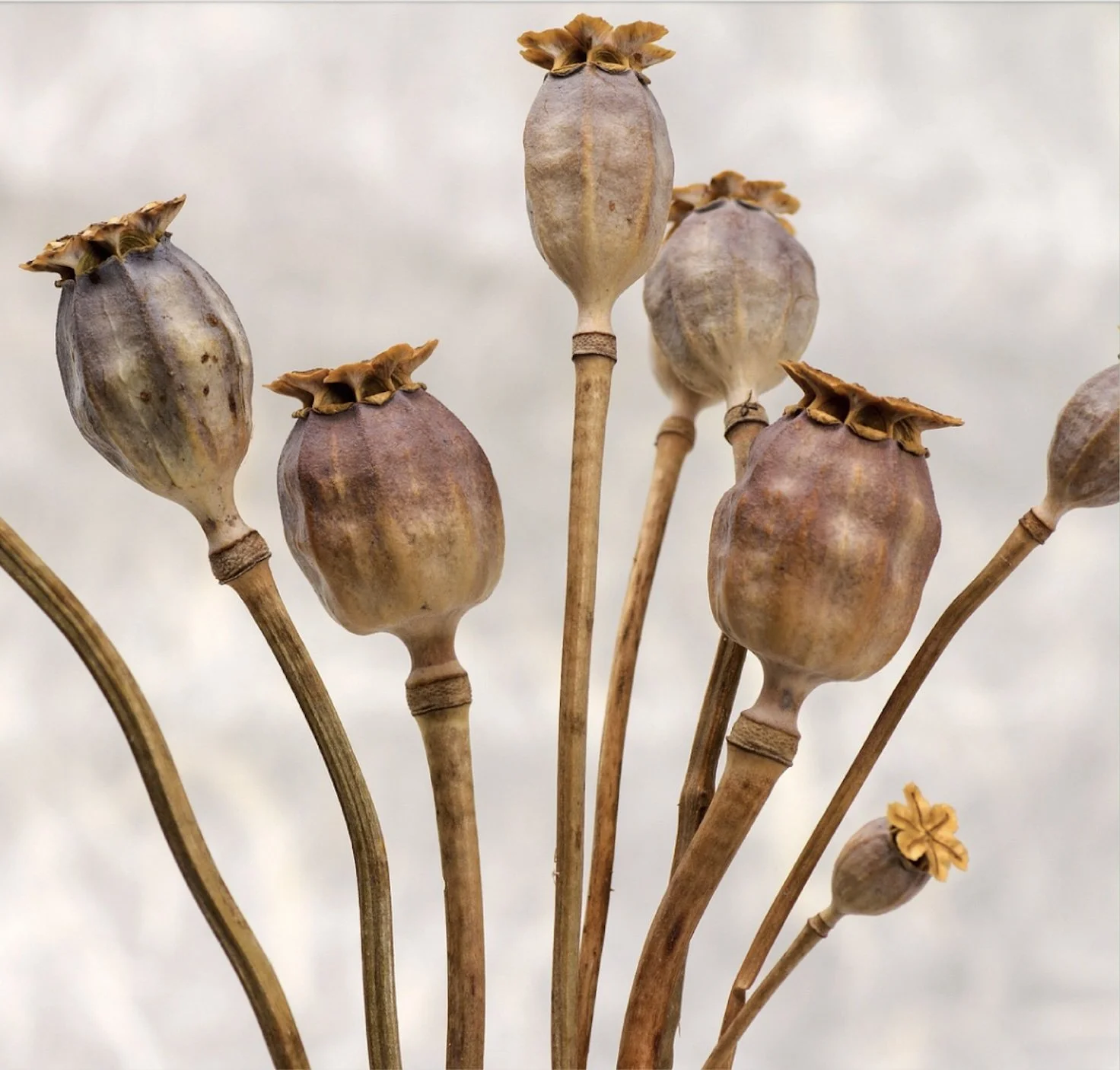 POETRY STUDIO: Beauty, not Beauty