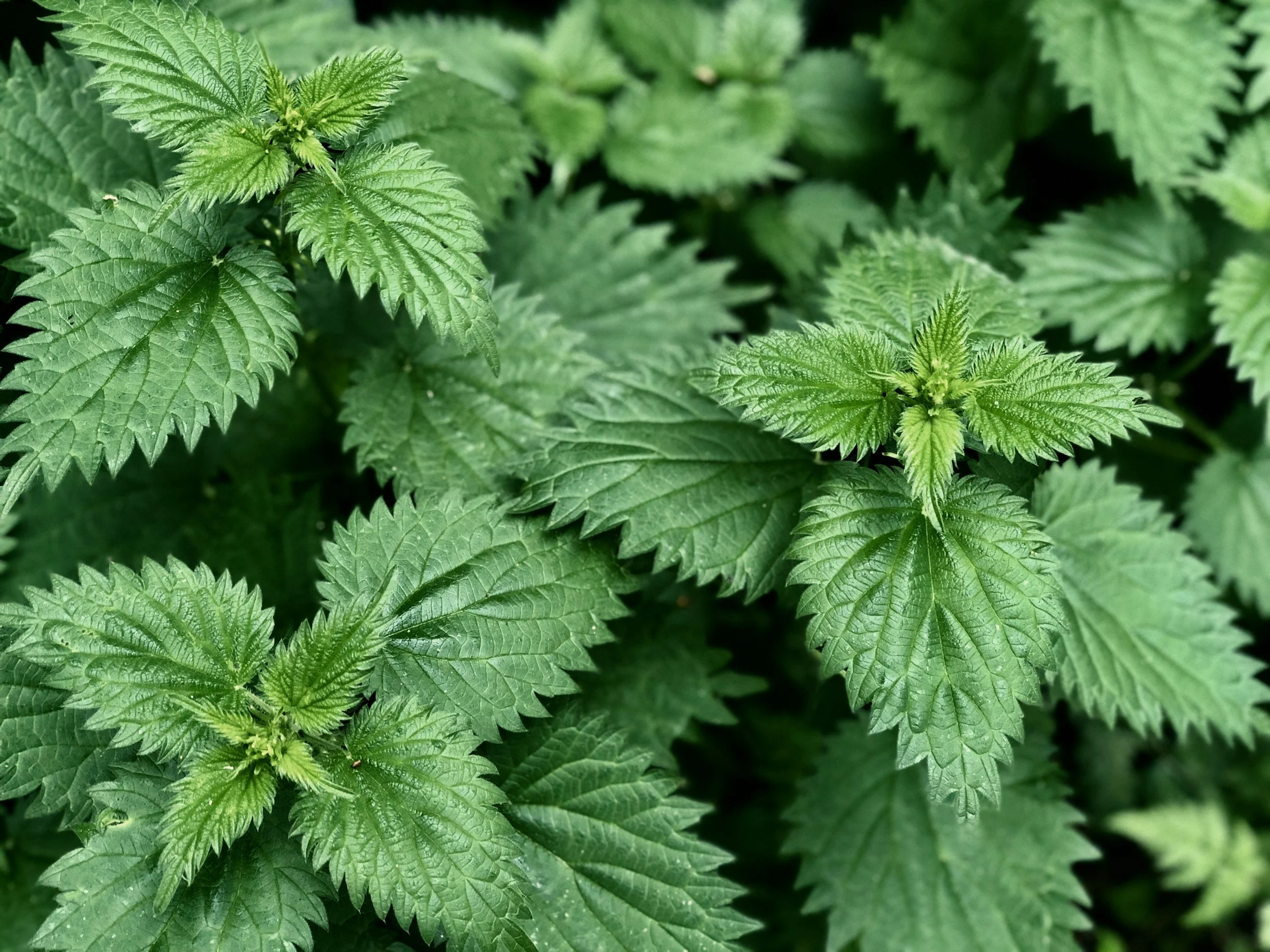 photo of fresh, green nettles