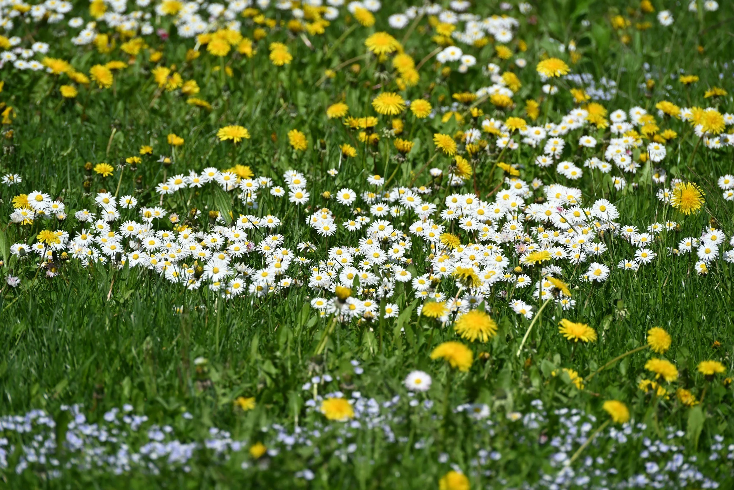 A Blooming Good Way to Welcome Summer