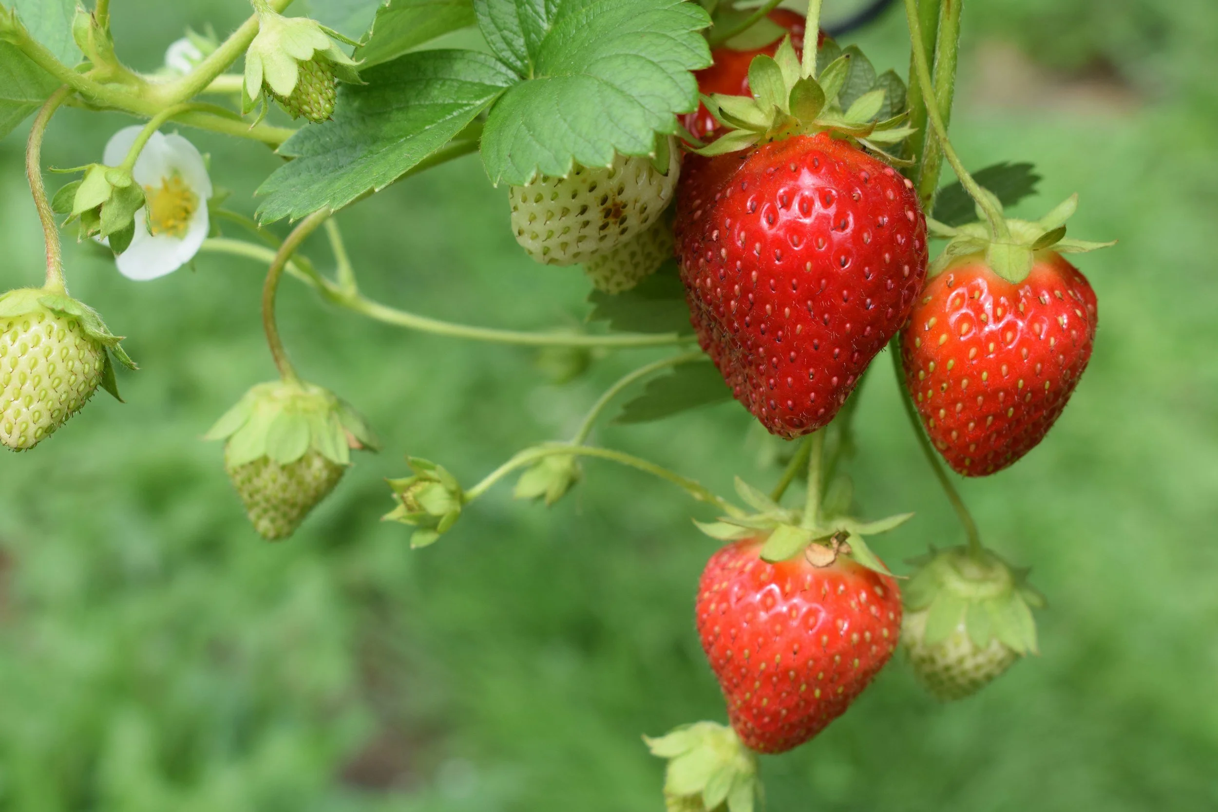 picture of ripe and unrip strawberries hanging from their stems