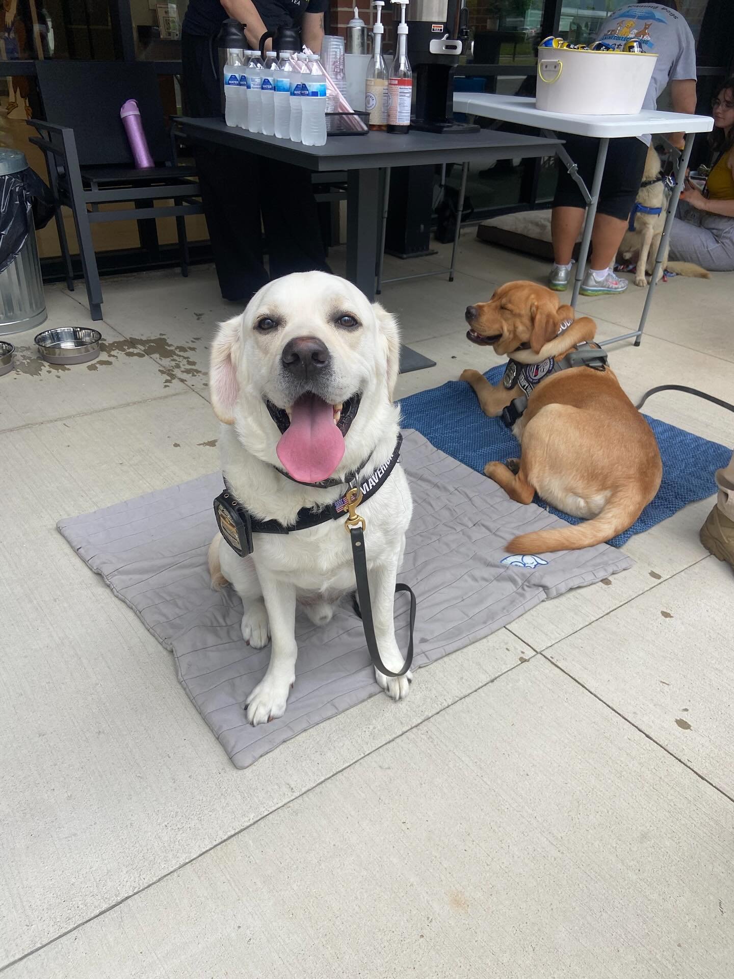 🐾 We&rsquo;re here at Barks &amp; Brews at CME Delaware with our friends from Crimson Cup until 5:30 PM, and we&rsquo;re ready to paw-ty! ☕🐶

Don&rsquo;t let a little rain stop you! We&rsquo;ve got plenty of indoor space and a covered patio to keep