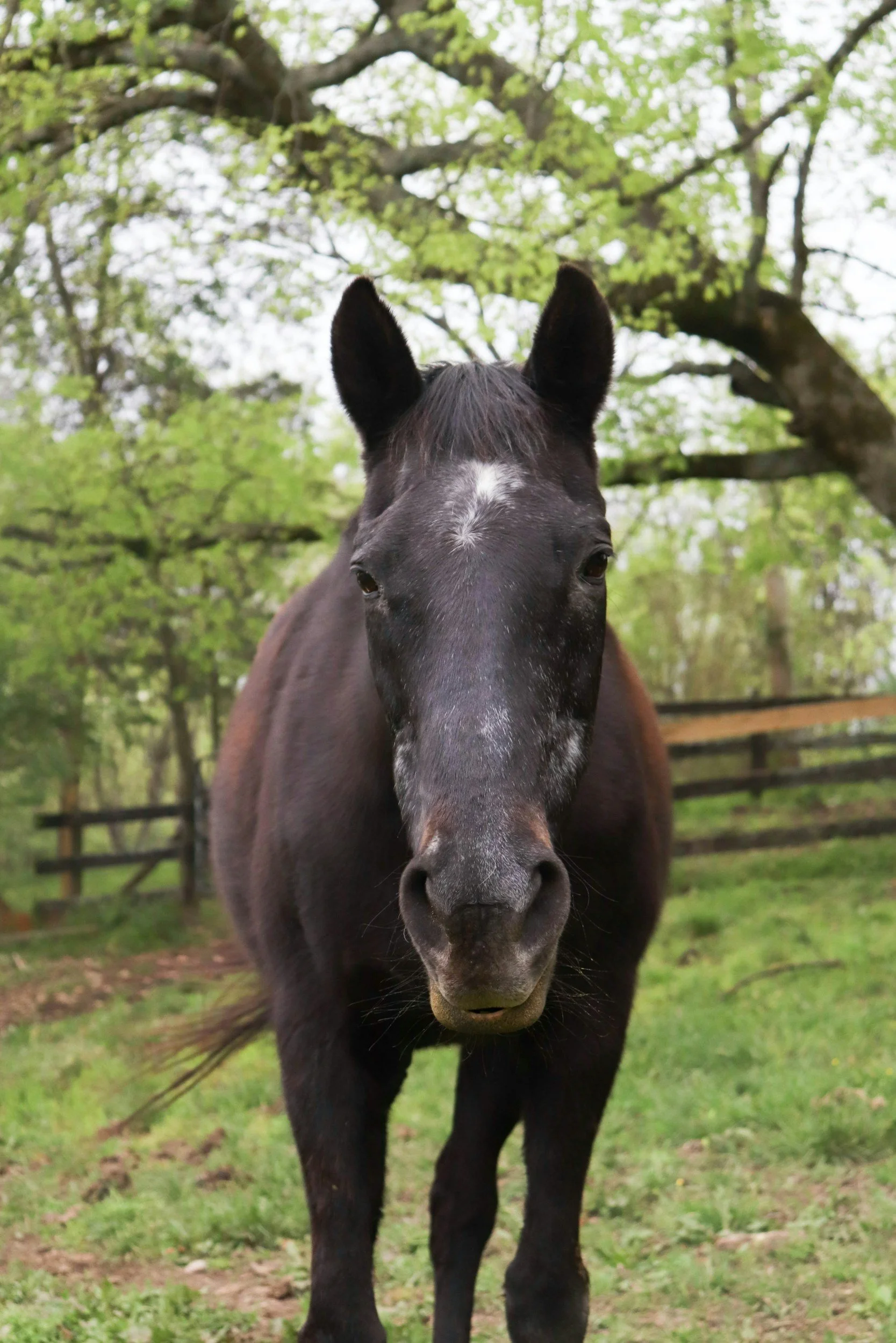 senior horse in a pasture