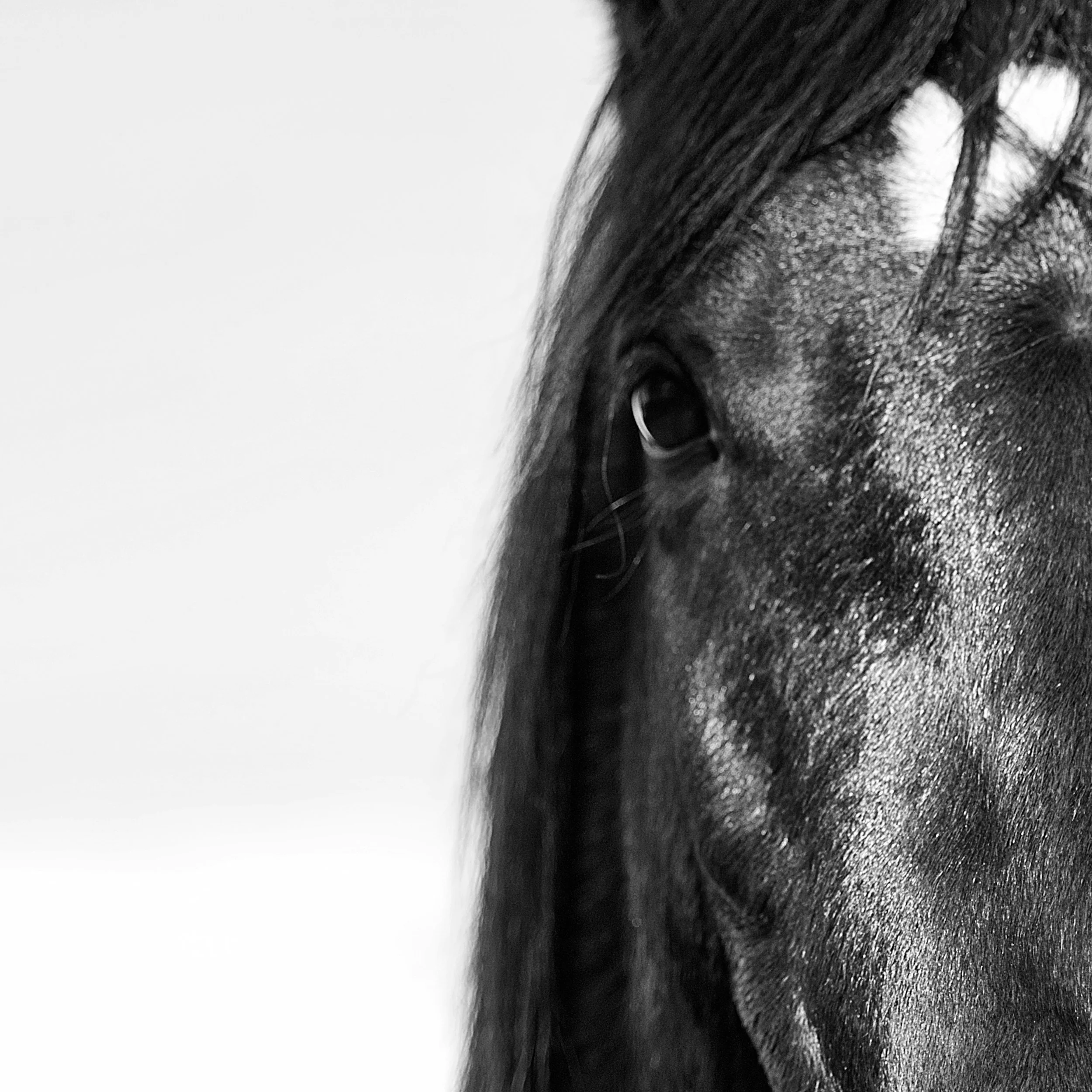 close up of horse's right eye and forehead