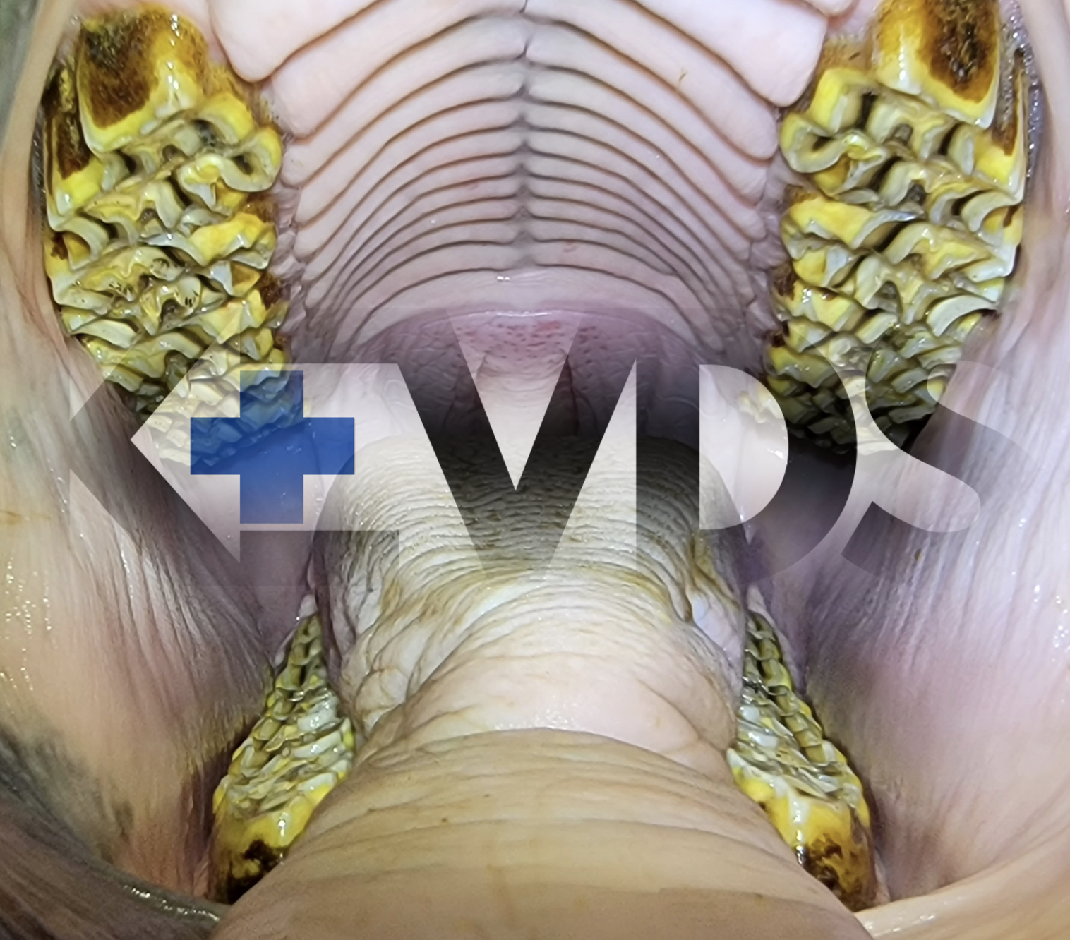 illuminated equine oral cavity