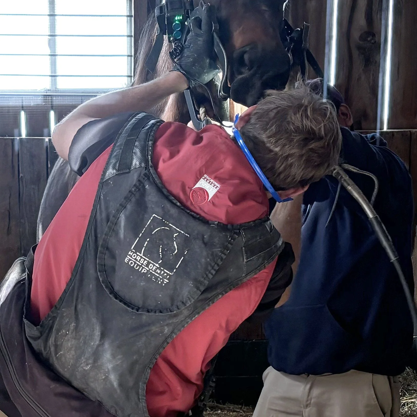 Dr. Rainbow performing a dental float in a barn
