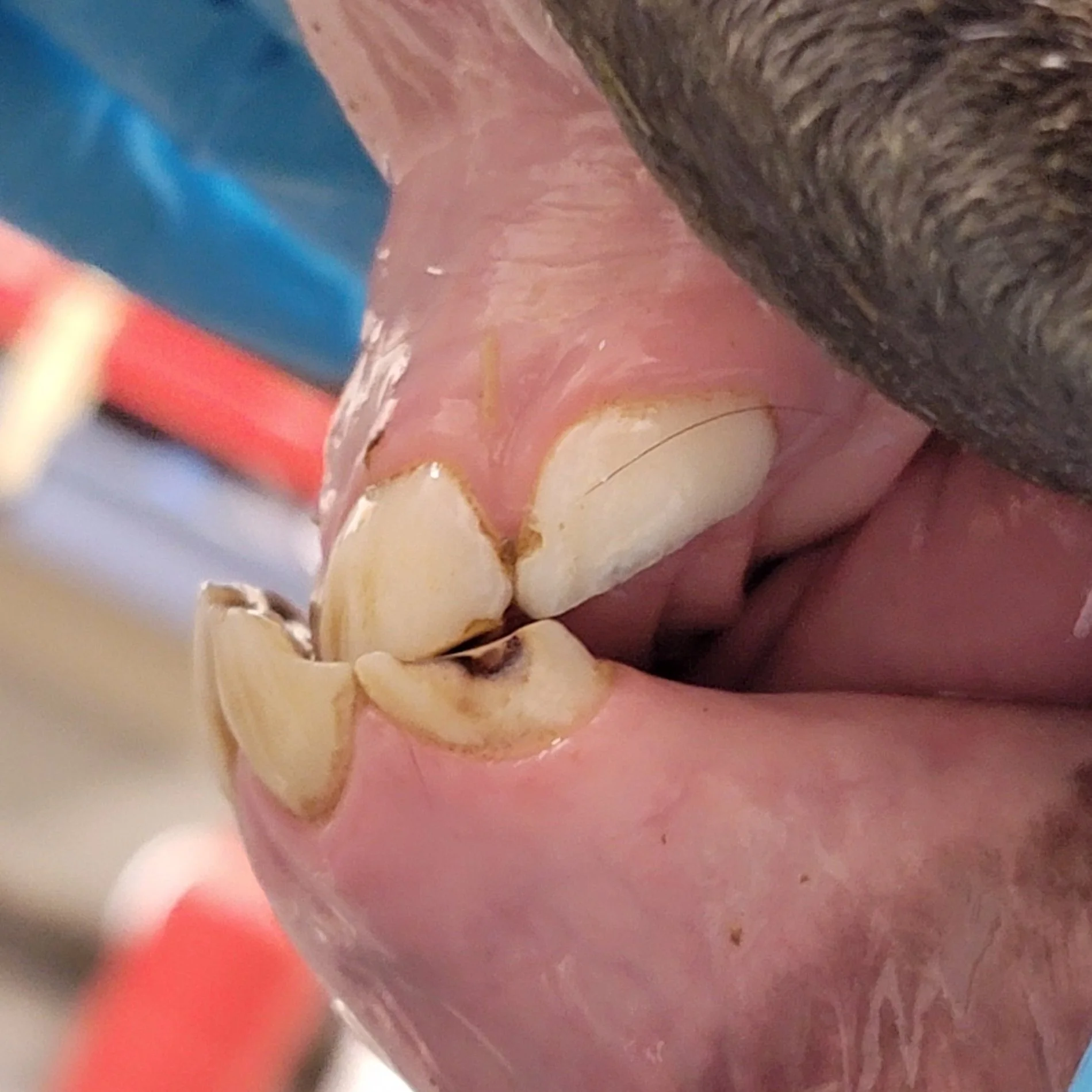 Monkey mouth or underset and underbite in a foal