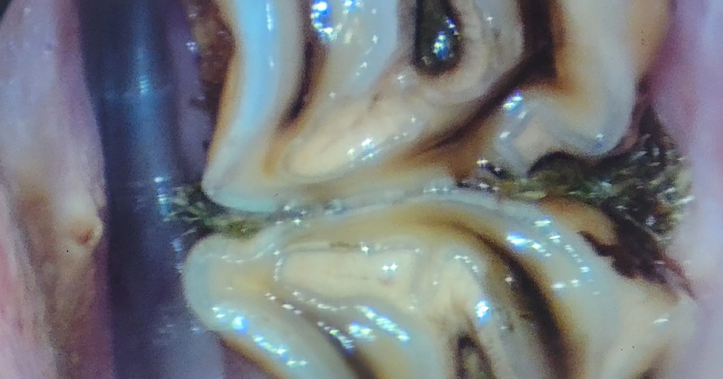 diastema or gap with forage impaction between horse teeth