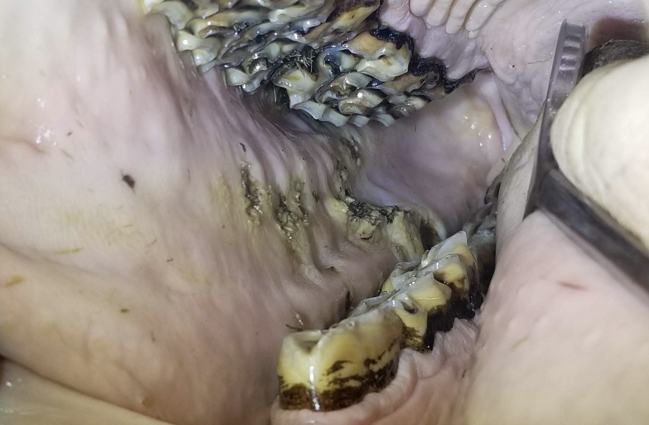 horse mouth with cheek ulcers or chewing lesions