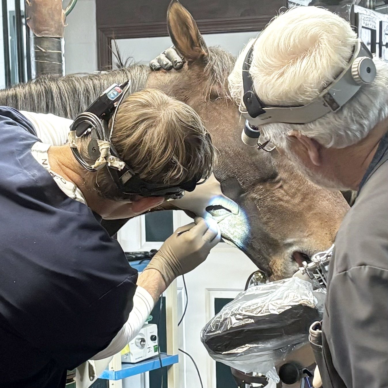 Drs. Rainbow and Easley performing standing surgery on a horse
