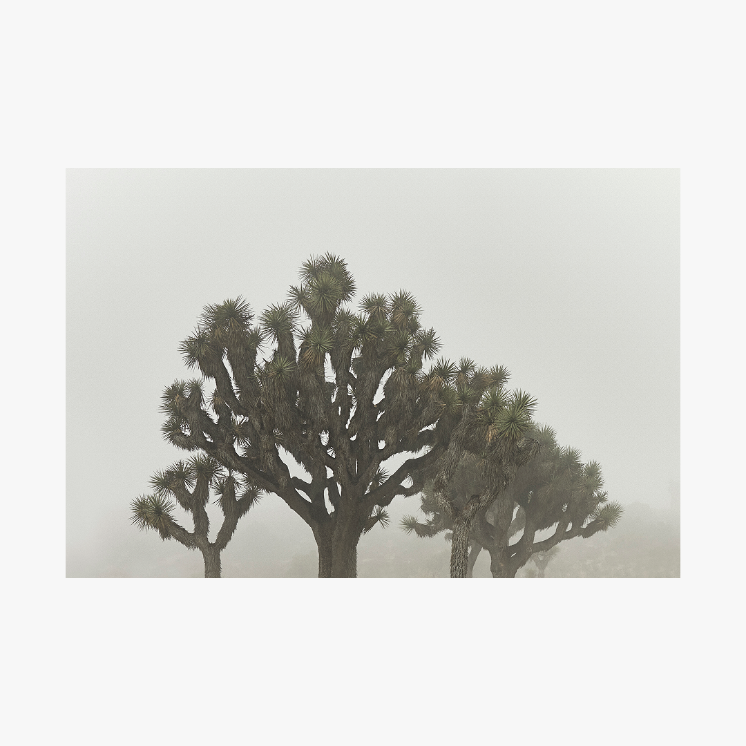 Christine Lipski — RE:VIVE_ACTII_TREE _I