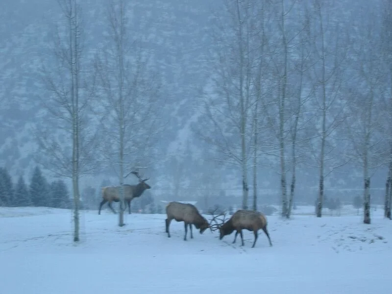 copy-of-img_9041 (1).jpg