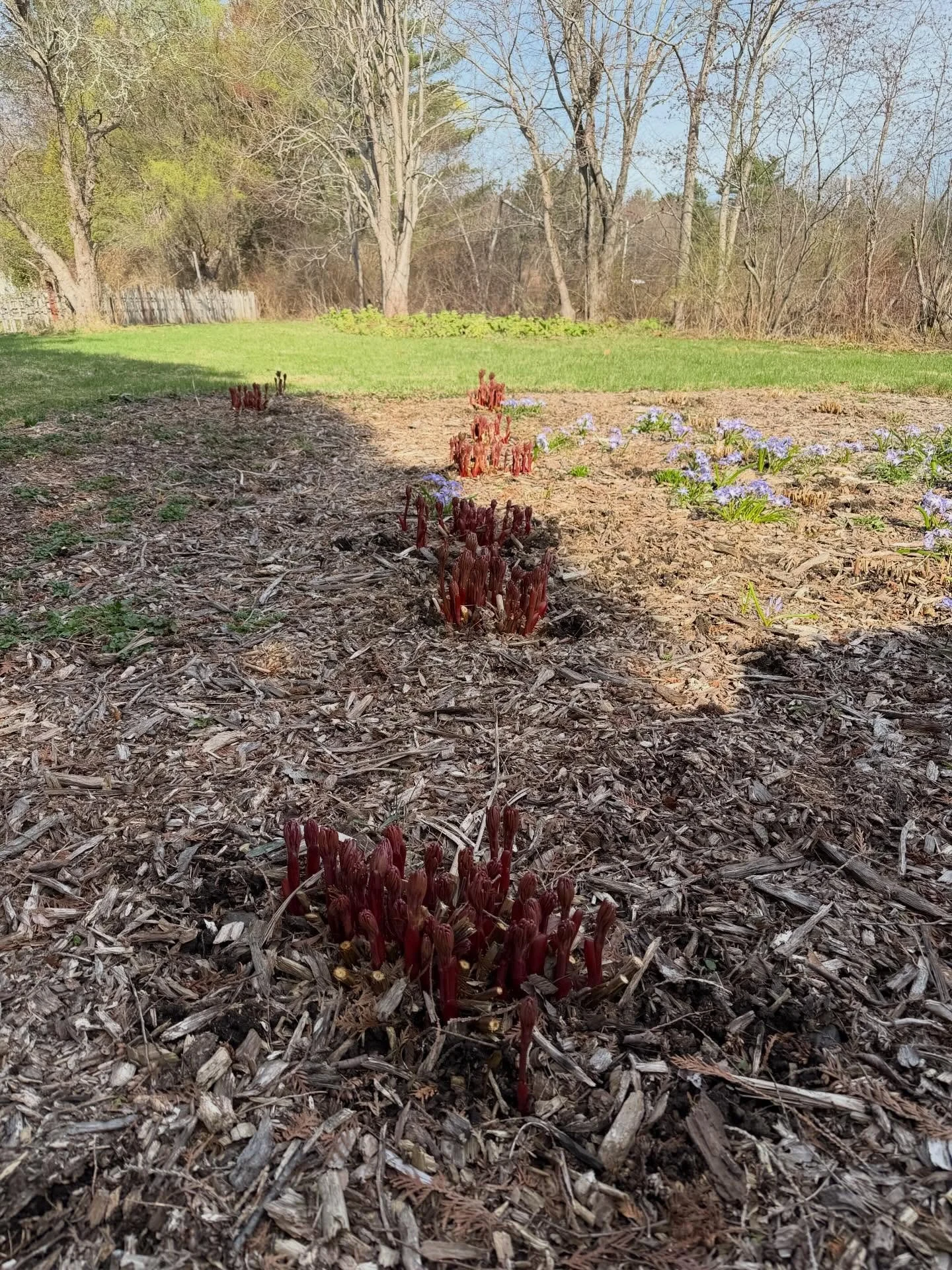 It&rsquo;s hard to believe these beauties have such humble beginnings. 

The promise of a wonderful PEONY season is popping up everywhere. And there are only 5 spots left for the peony CSA. 

Three weeks of abundant blooms! One dozen for you and one 