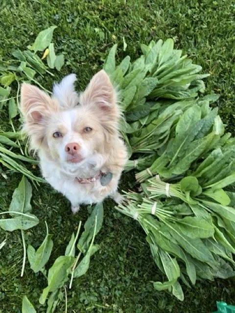 IMG_0711 Medium.jpeg