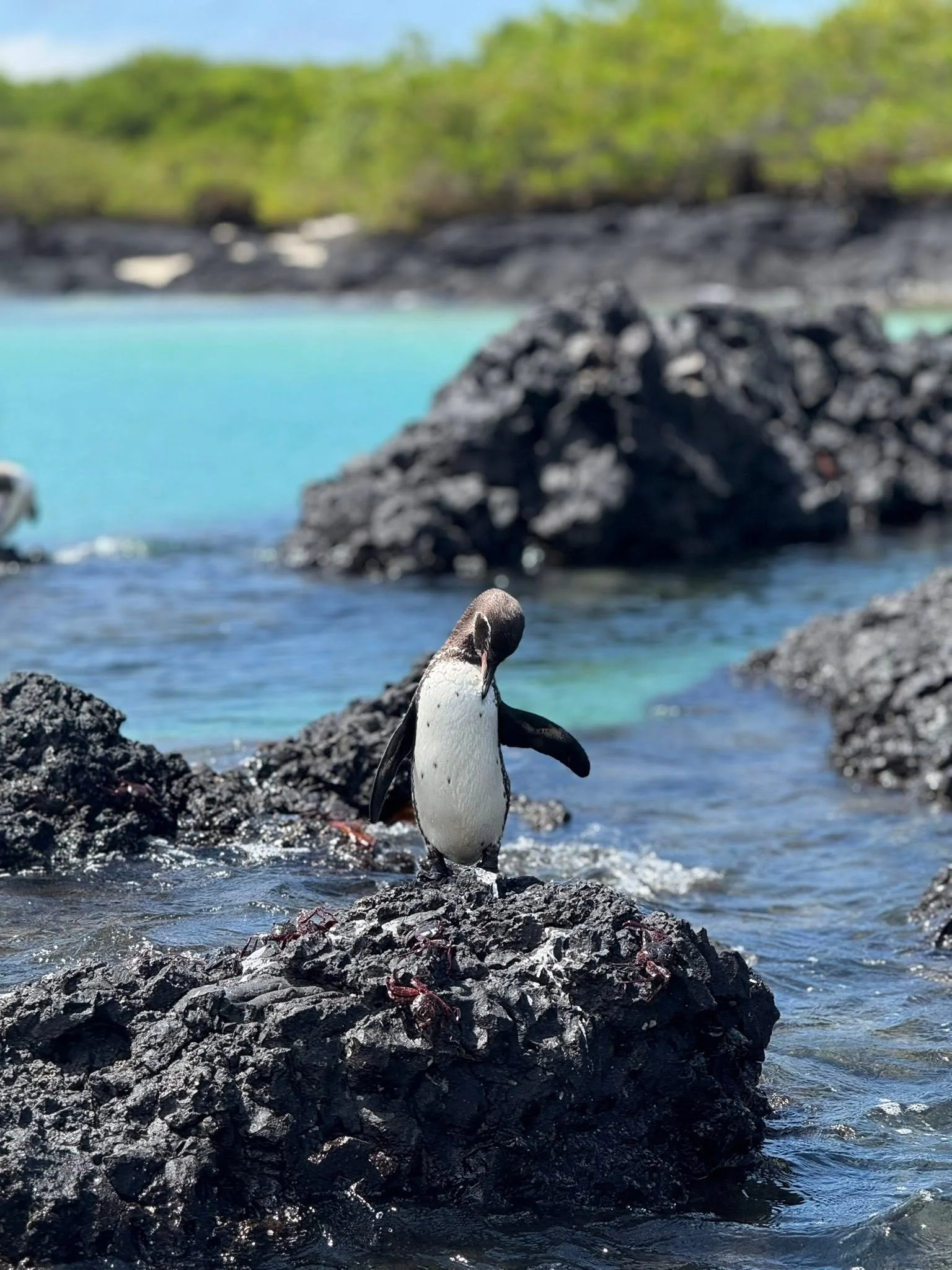 penguin good.jpg