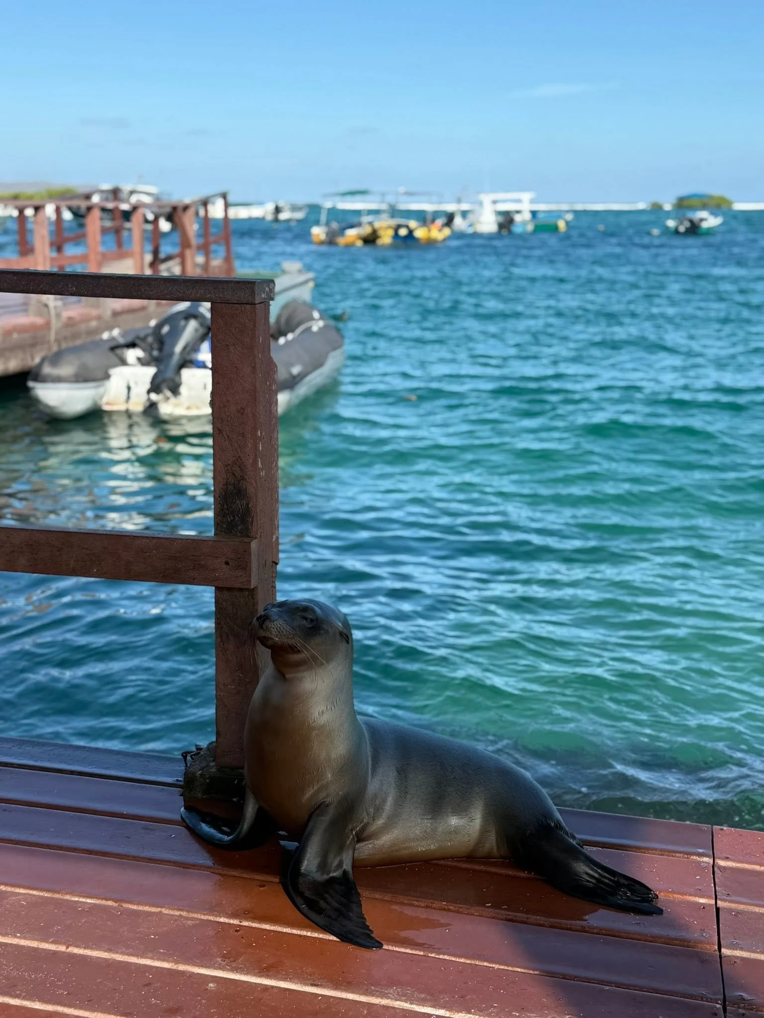 sea lion pier galapagos.jpg
