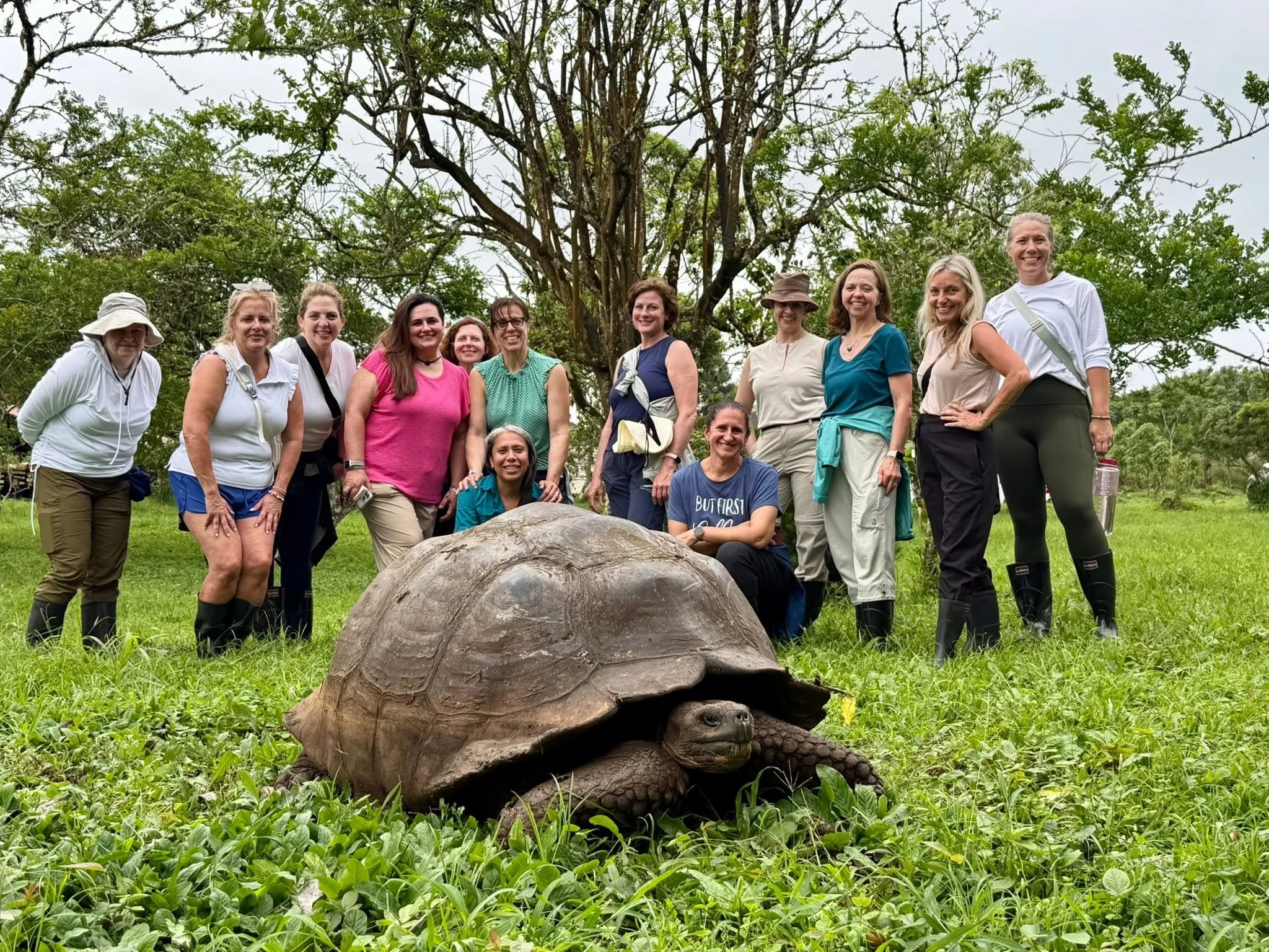 group tortoises galapagos.jpg