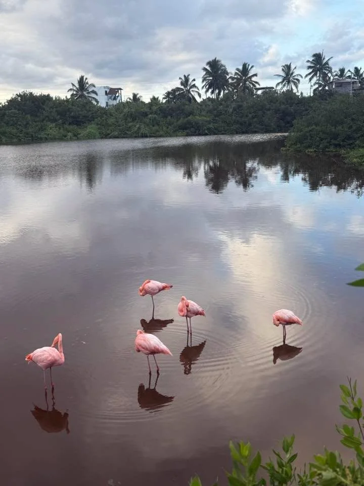 flamingos galapagos.jpg