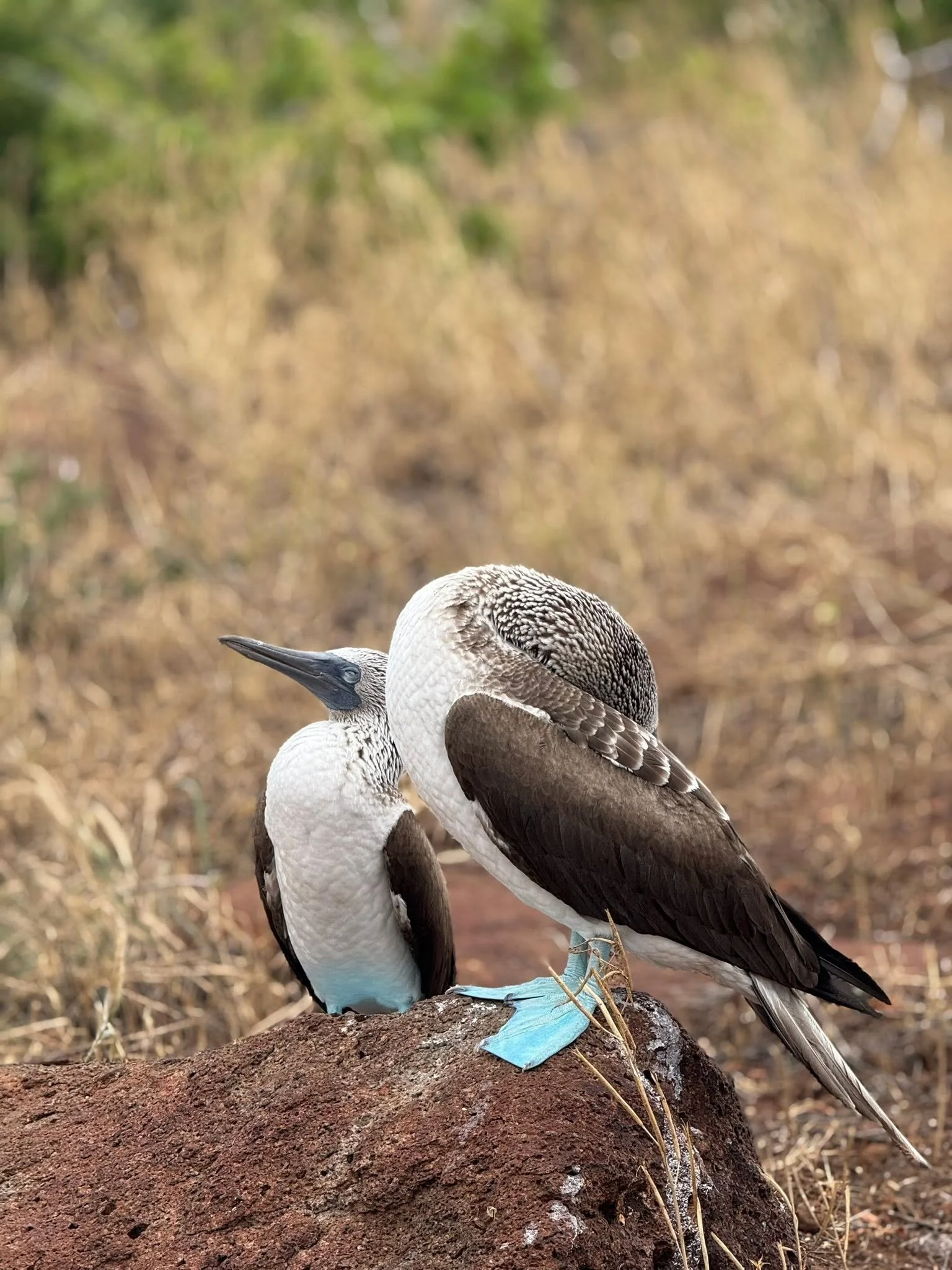 blue footed galapagos me.jpg
