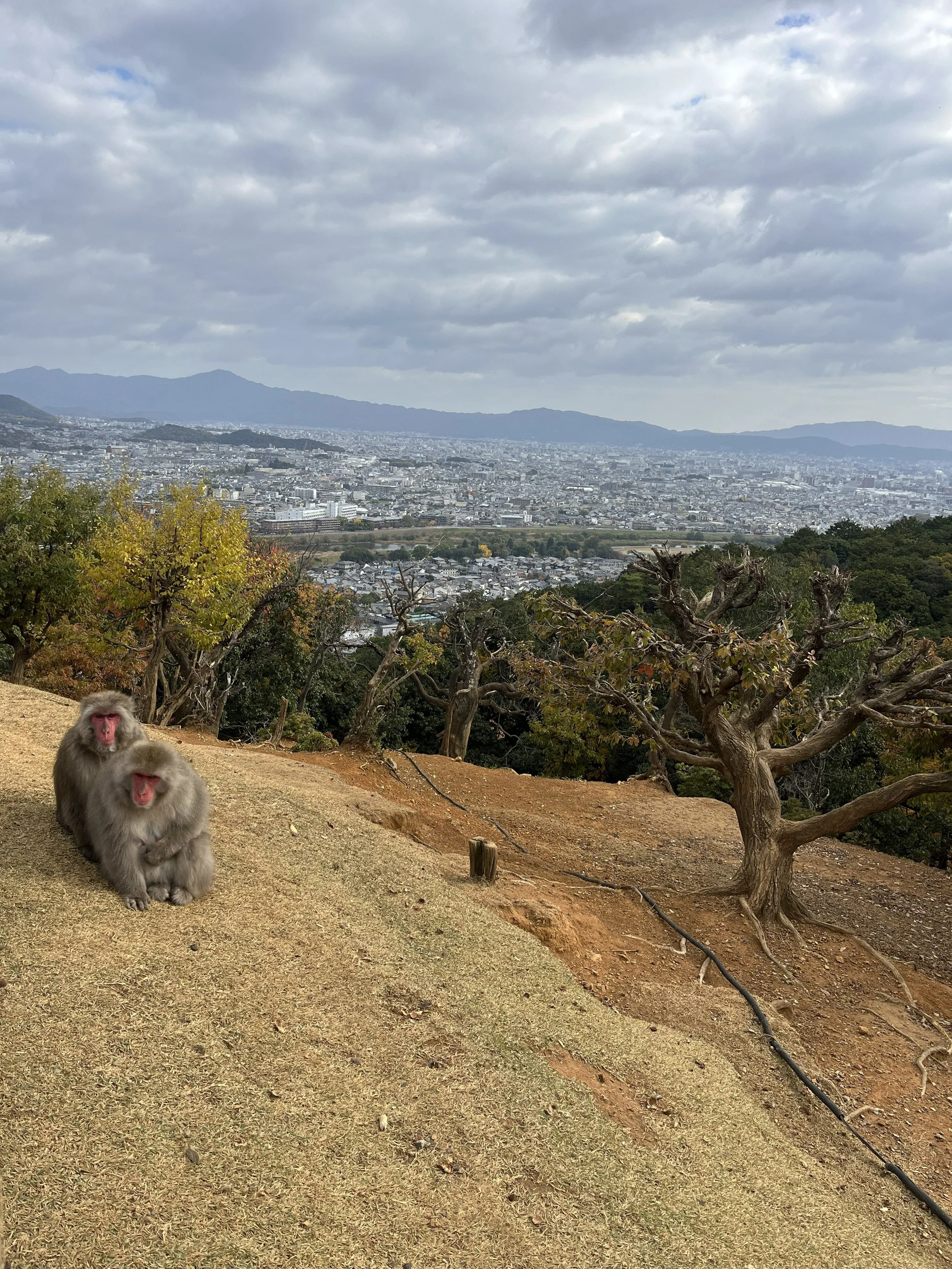 máme jim, co zavídět... výšku, z které vidí svět (nebo spíš Kyoto)