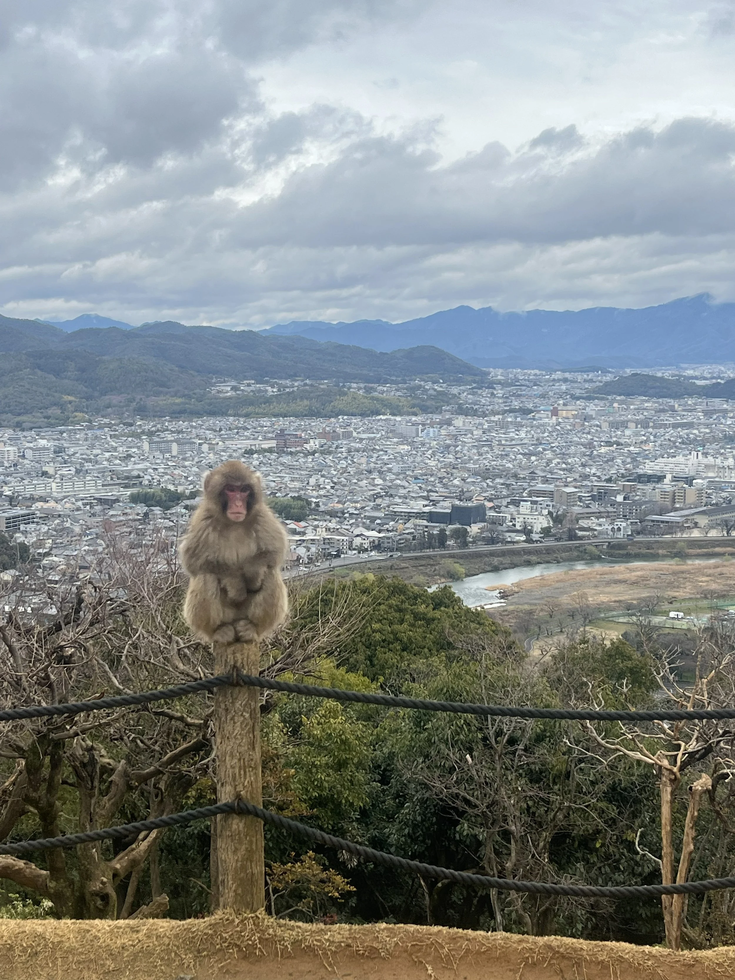 arashiyama monkey park.jpg