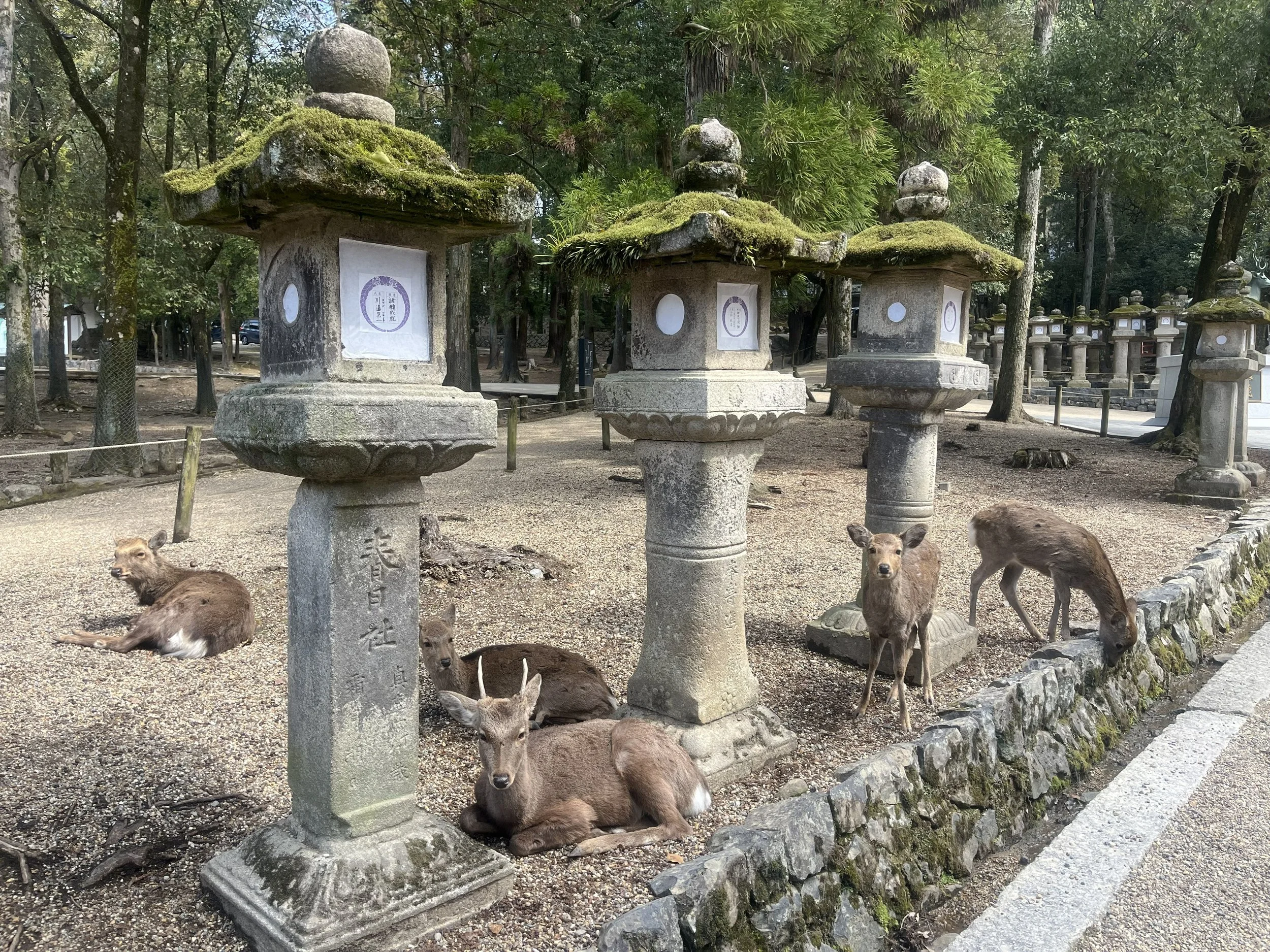 jelínky shika u luceren svatyně Kasuga Taisha