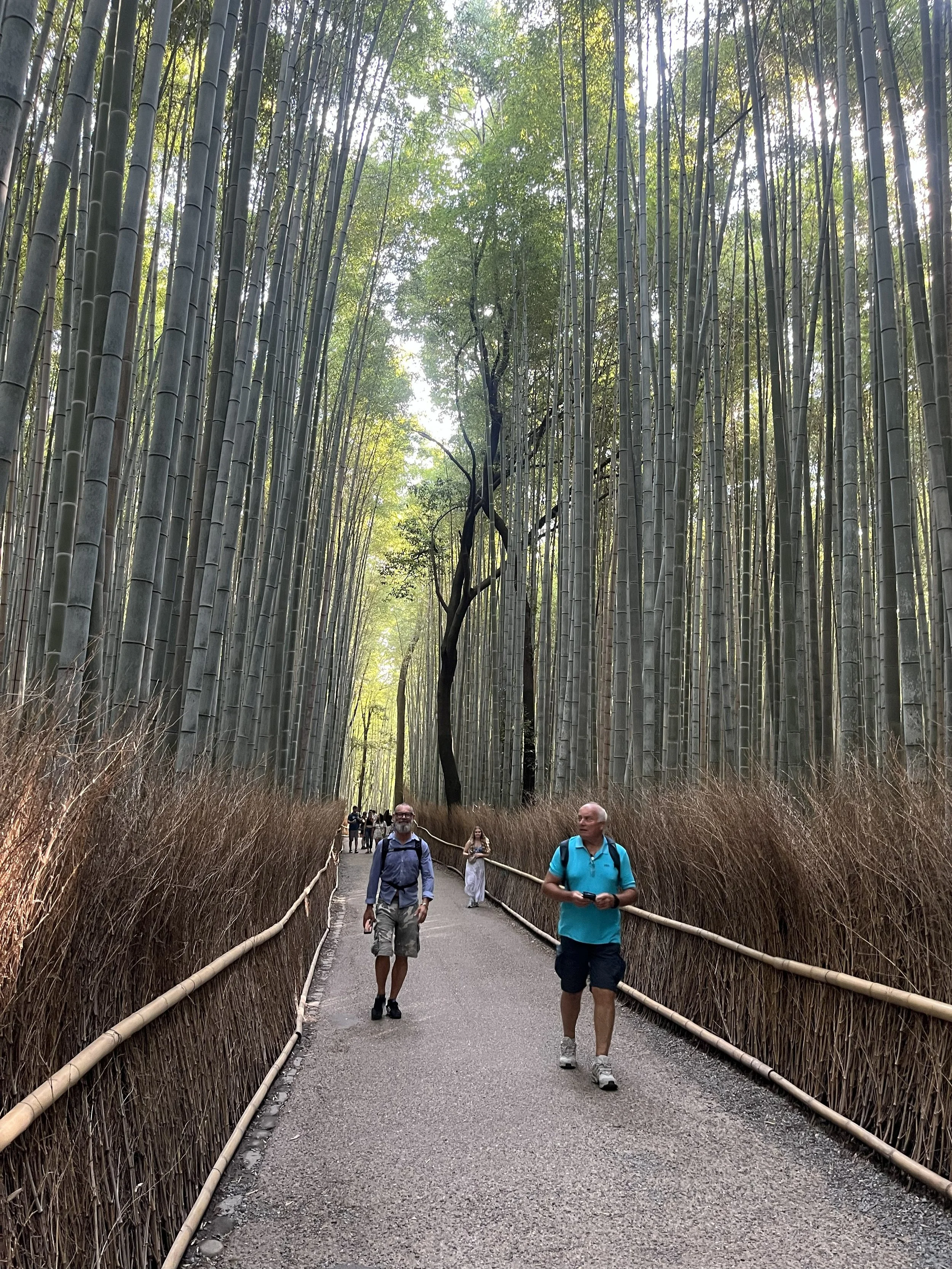 bambusový háj v Arashiyama
