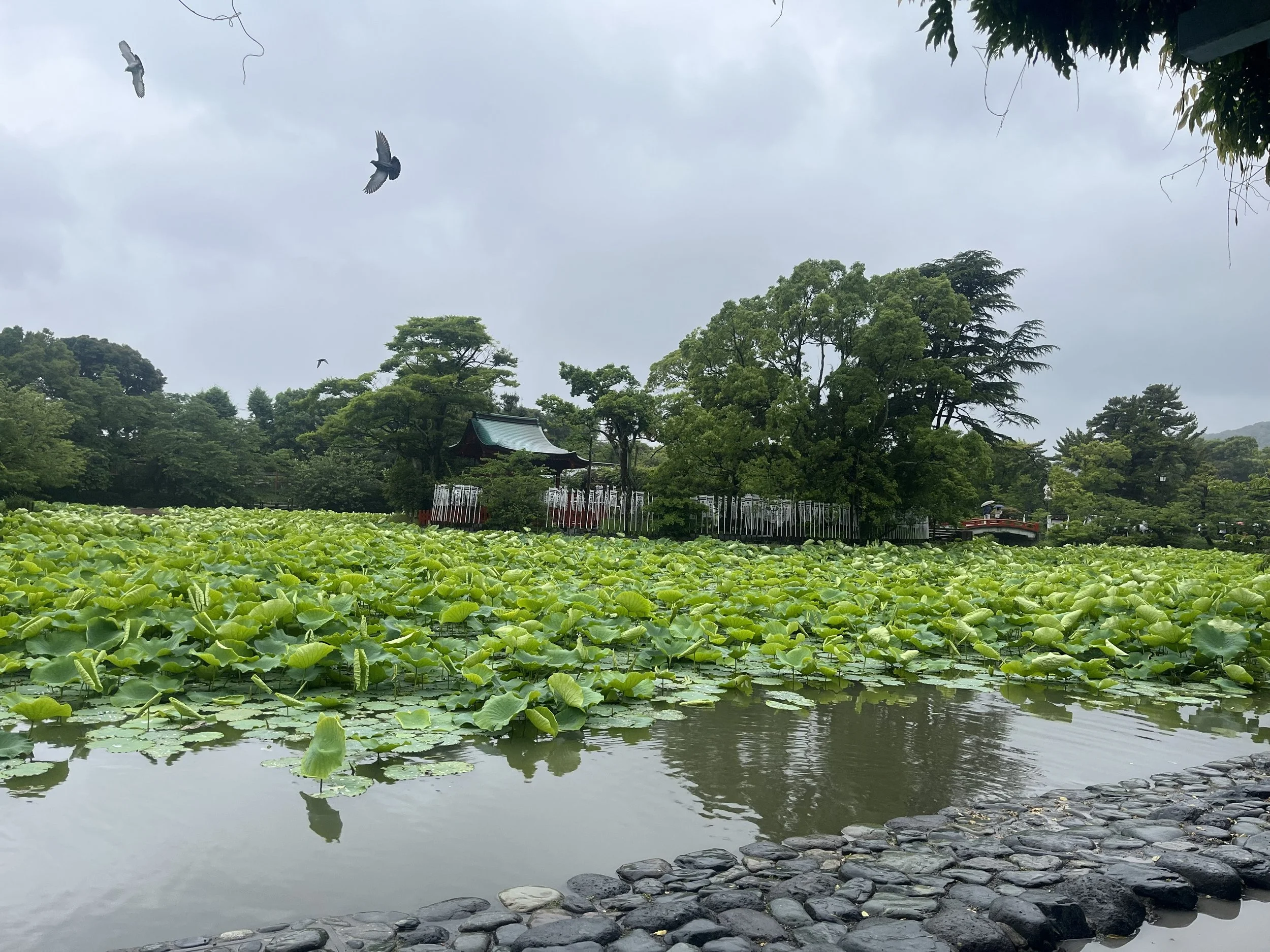 jezírko s lekníky u svatyně Tsurugaoka Hachimangū, Kamakura