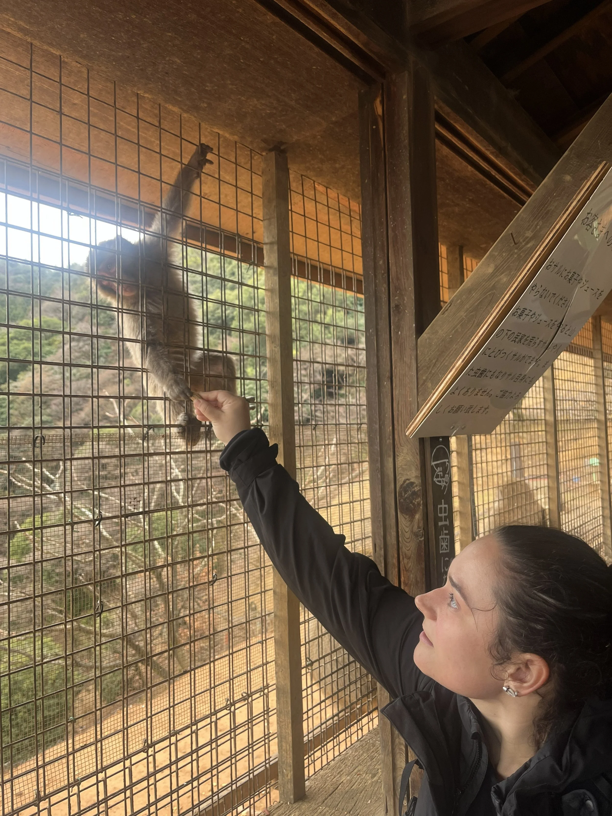 krmení japonských makaků v Arashiyama Monkey Park