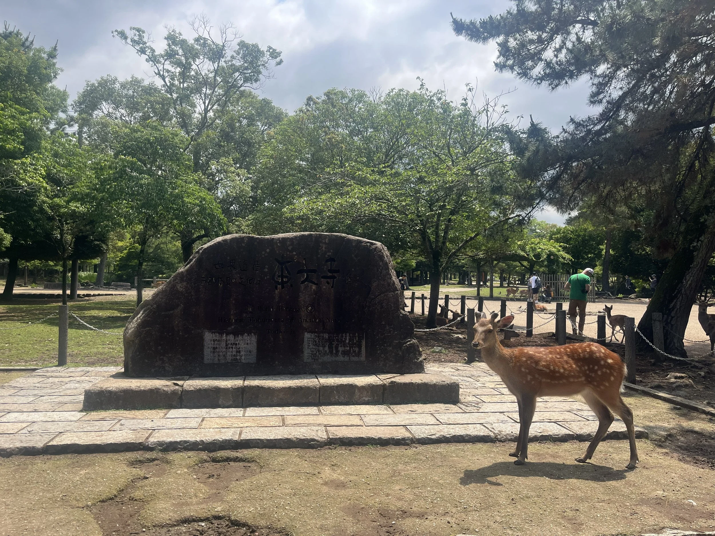 jelínek shika u památníku UNESCO, Nara