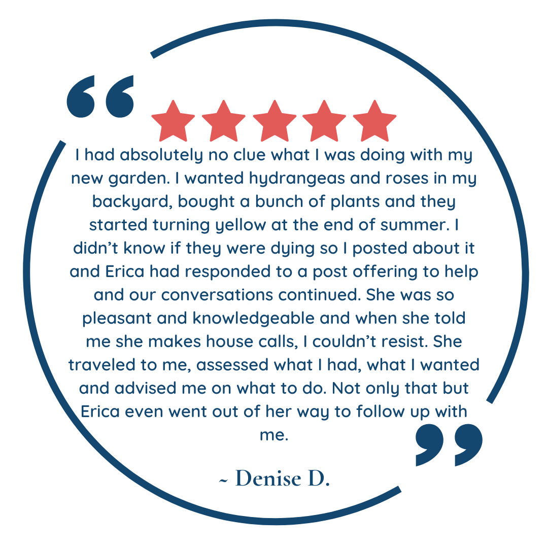 Denise D Review