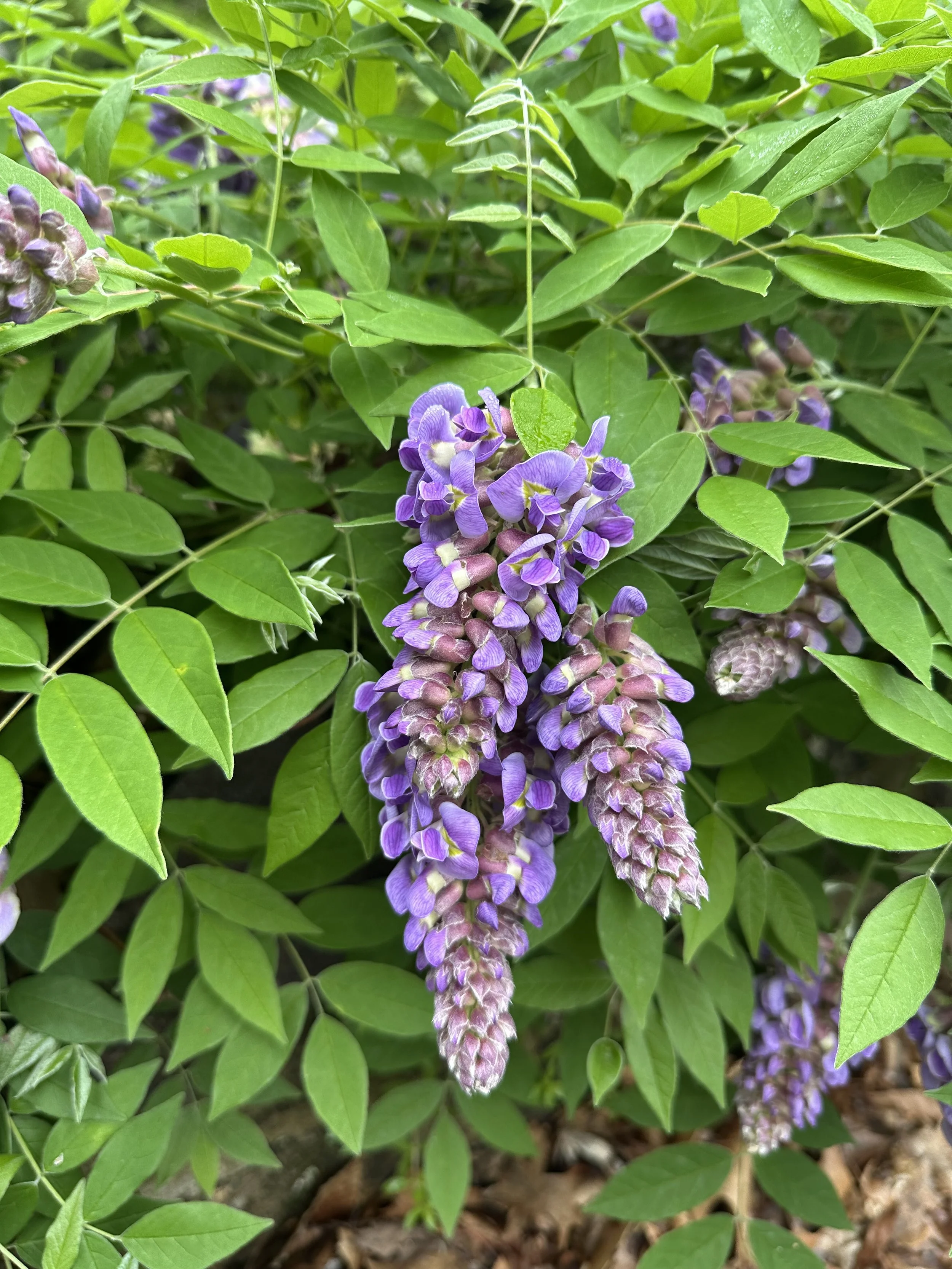 Wisteria frutescens 'Amethyst Falls'