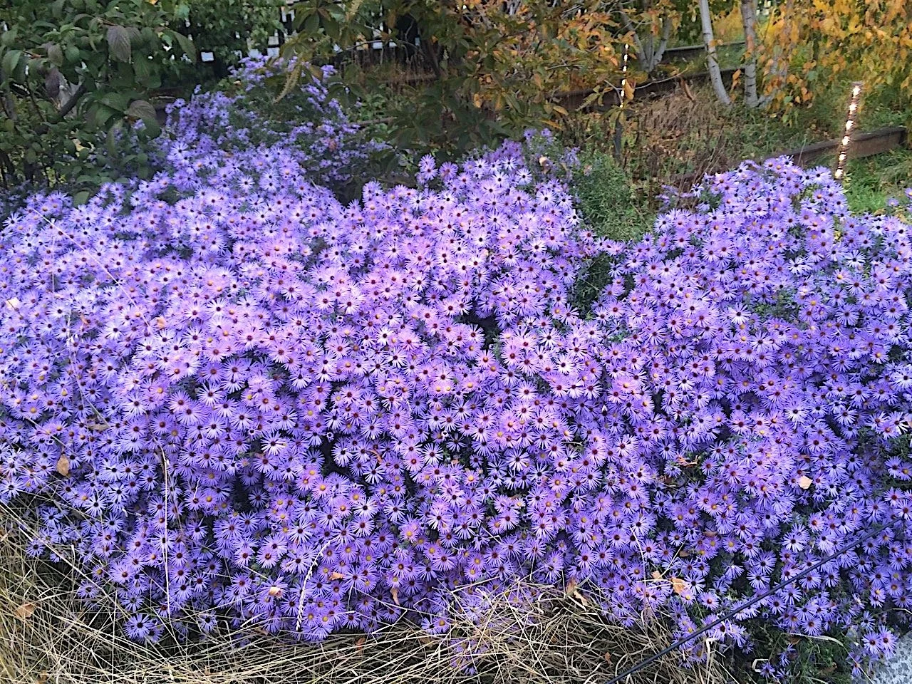 Move Over Mums: Why Aromatic Aster Deserves the Spotlight