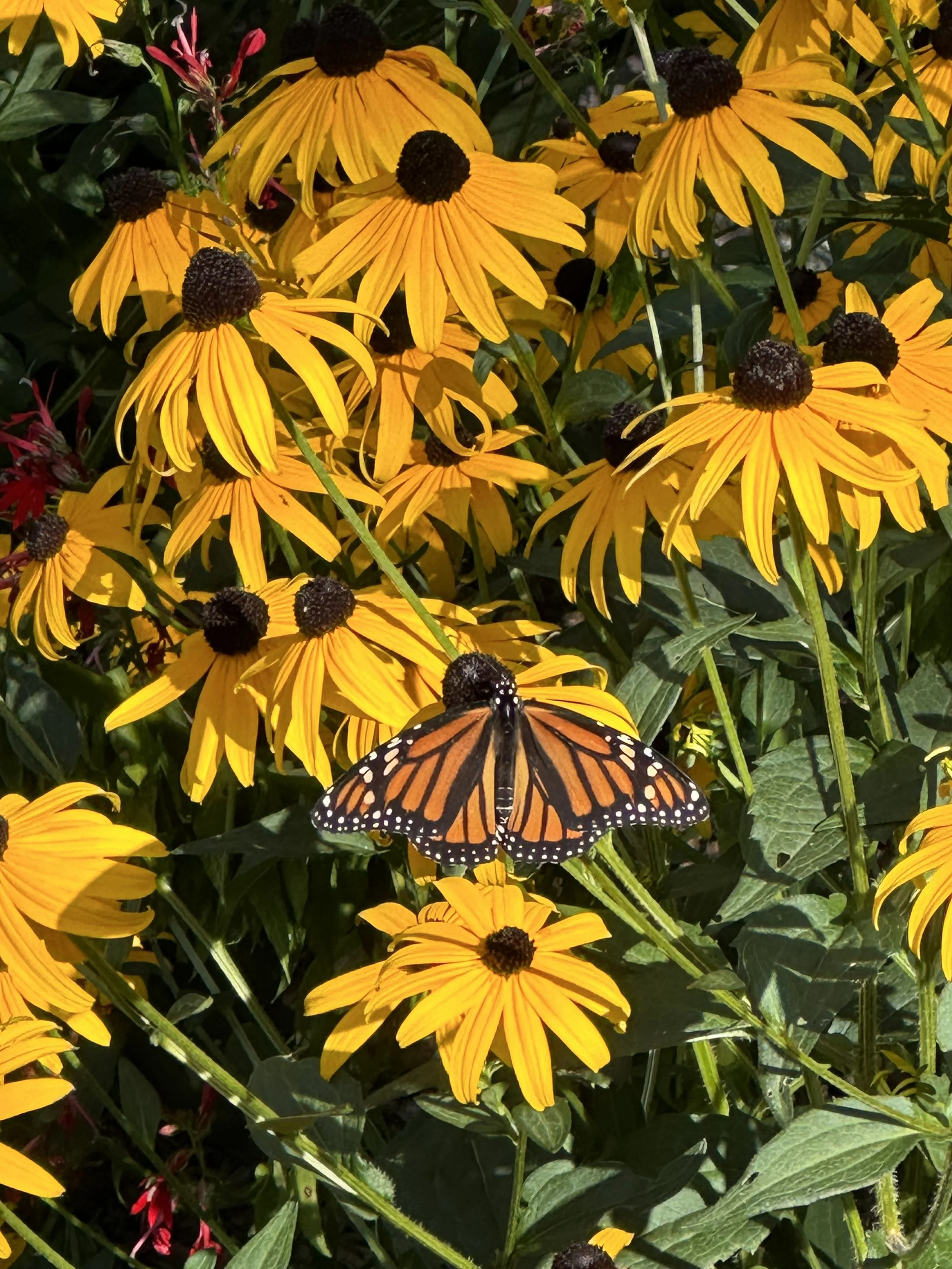 Rudbeckia hirta with Monarch Butterfly