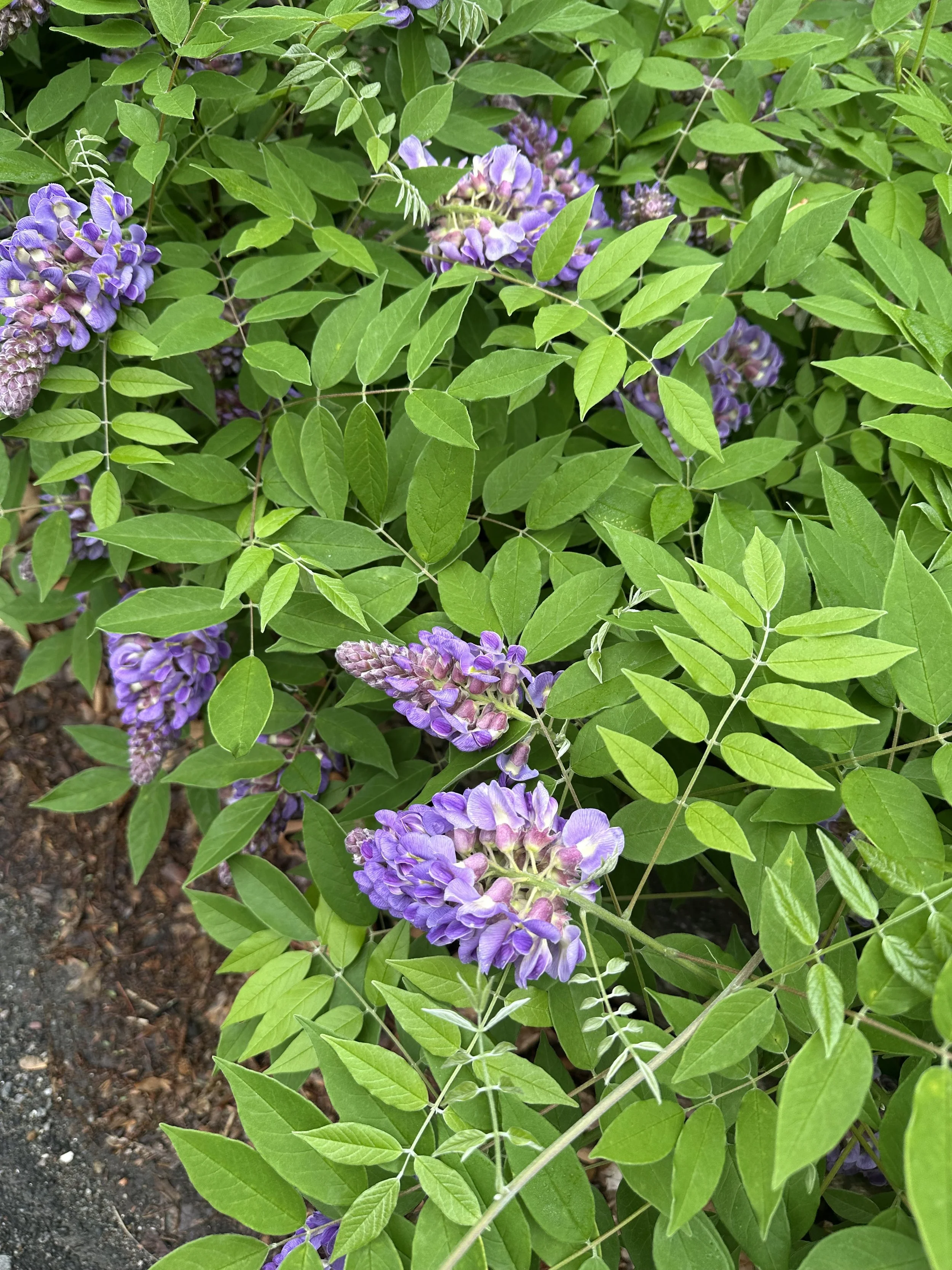 Wisteria frutescens 'Amethyst Falls'