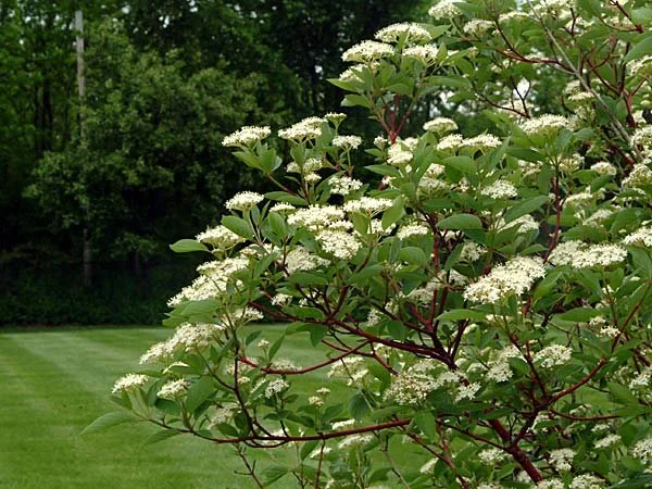Red Twig Dogwoods: A must-have native NJ shrub!