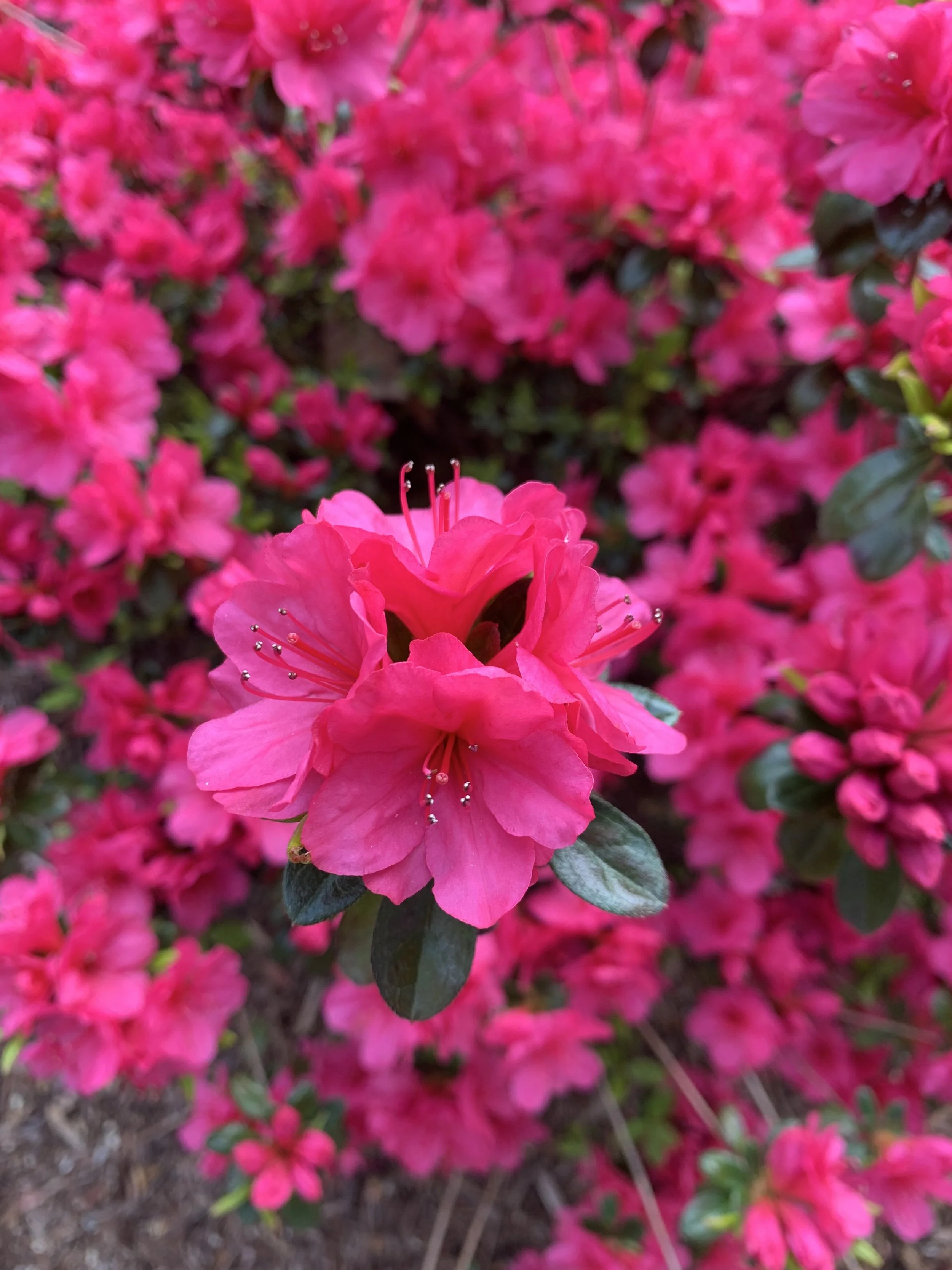 Pink Azalea