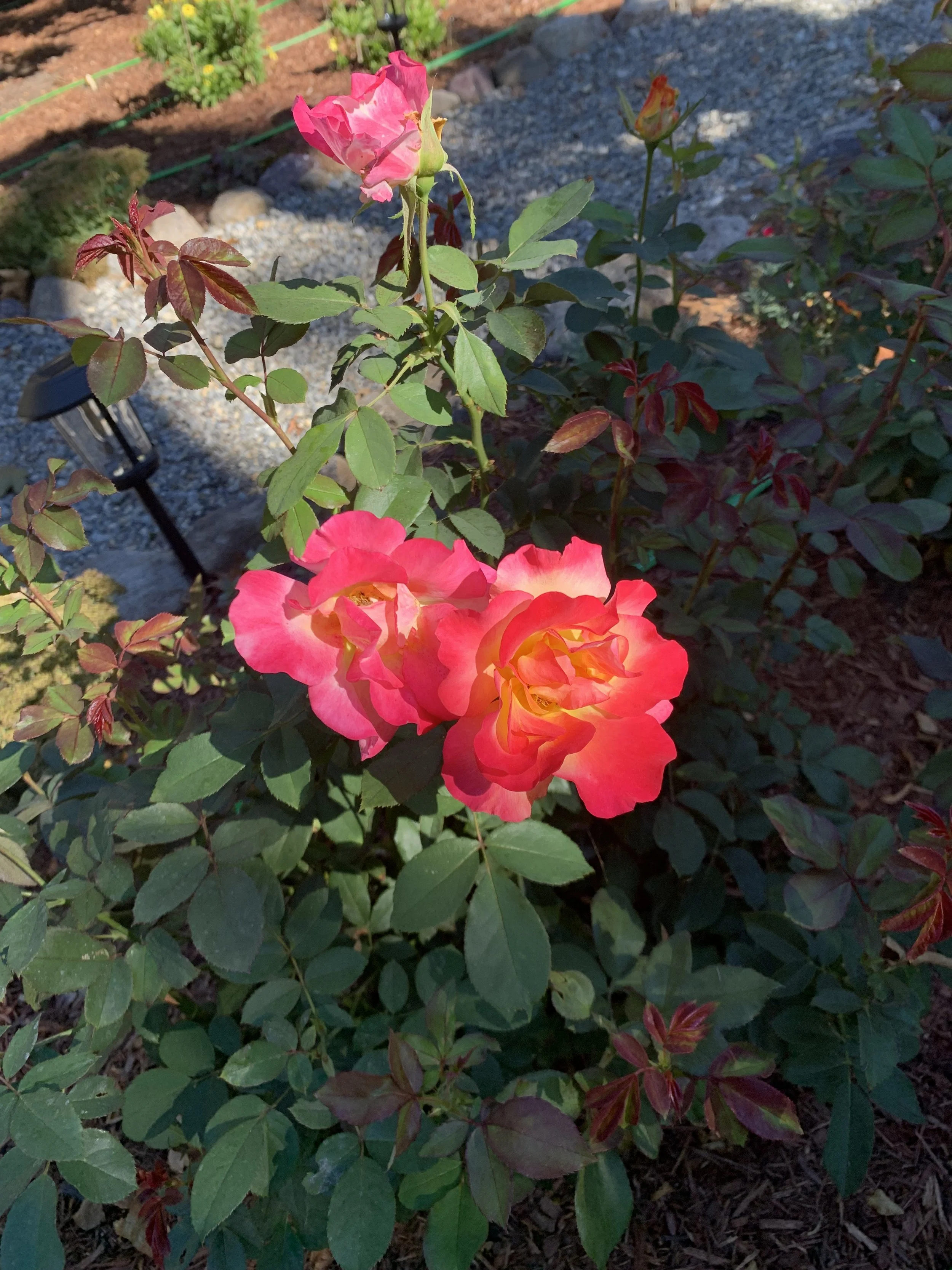 Sunset Horizon Floribunda Roses