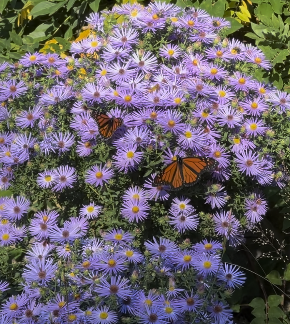 Symphyotrichum oblongifolium 'Raydon's Favorite' with Monarch Butterflies