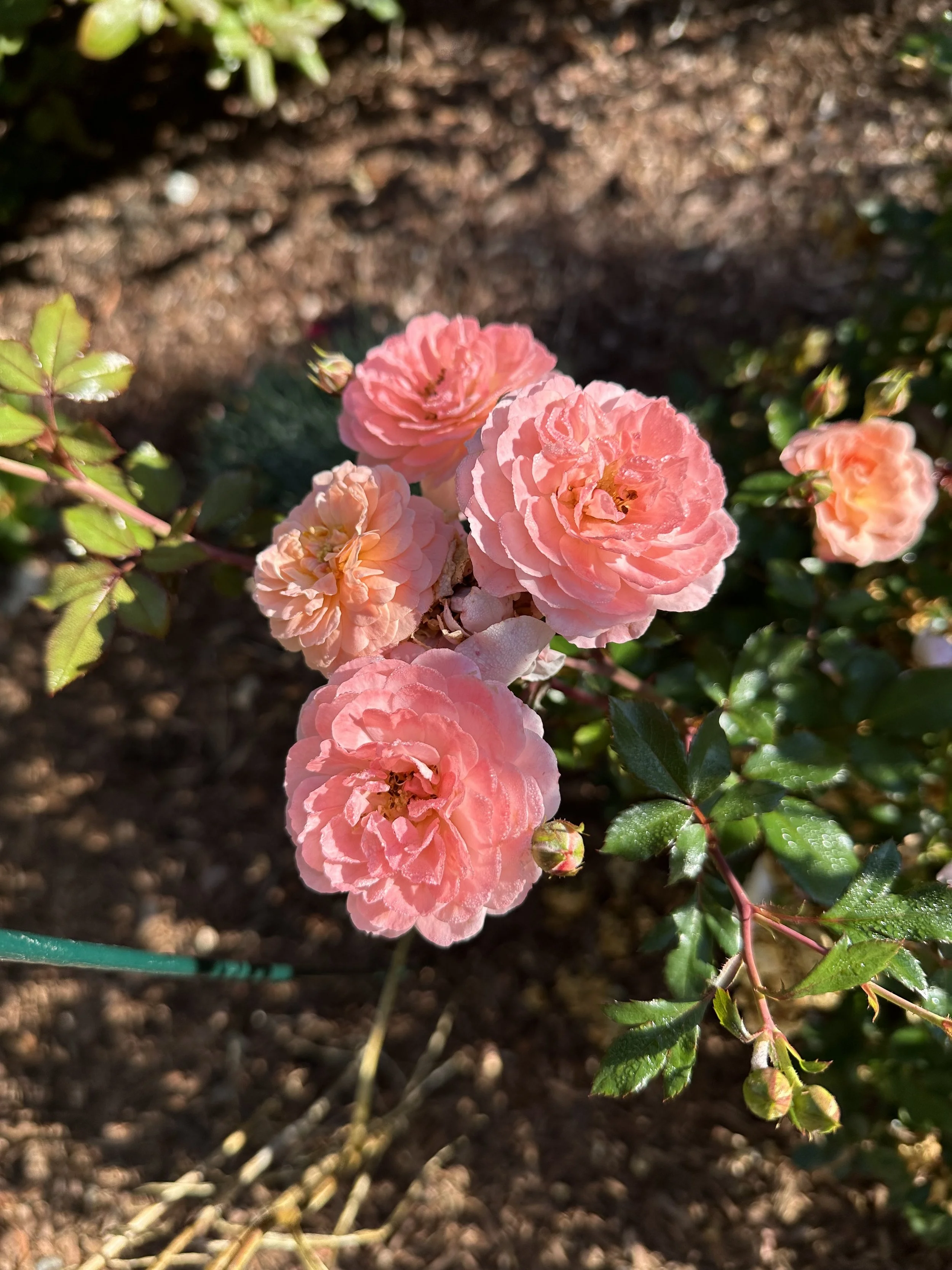 Peach Drift Roses