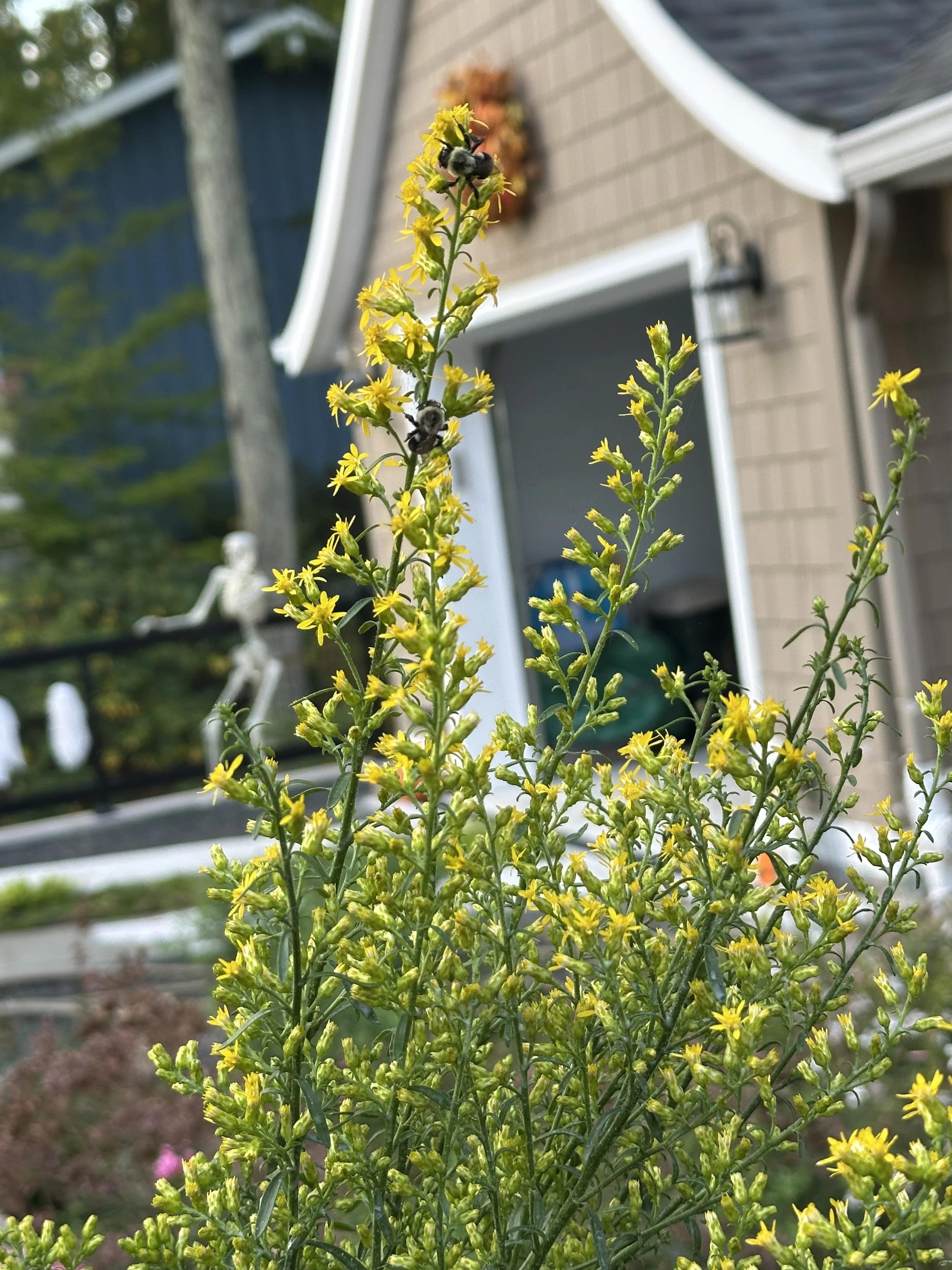 Solidago speciosa with bumblebees