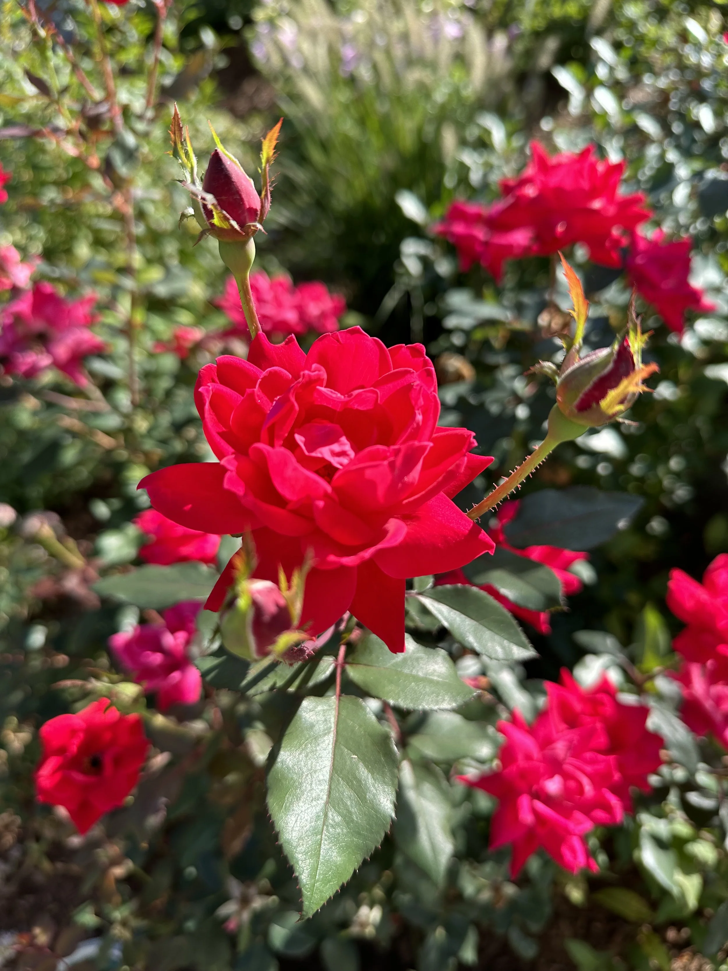 Red Double Knockout Roses